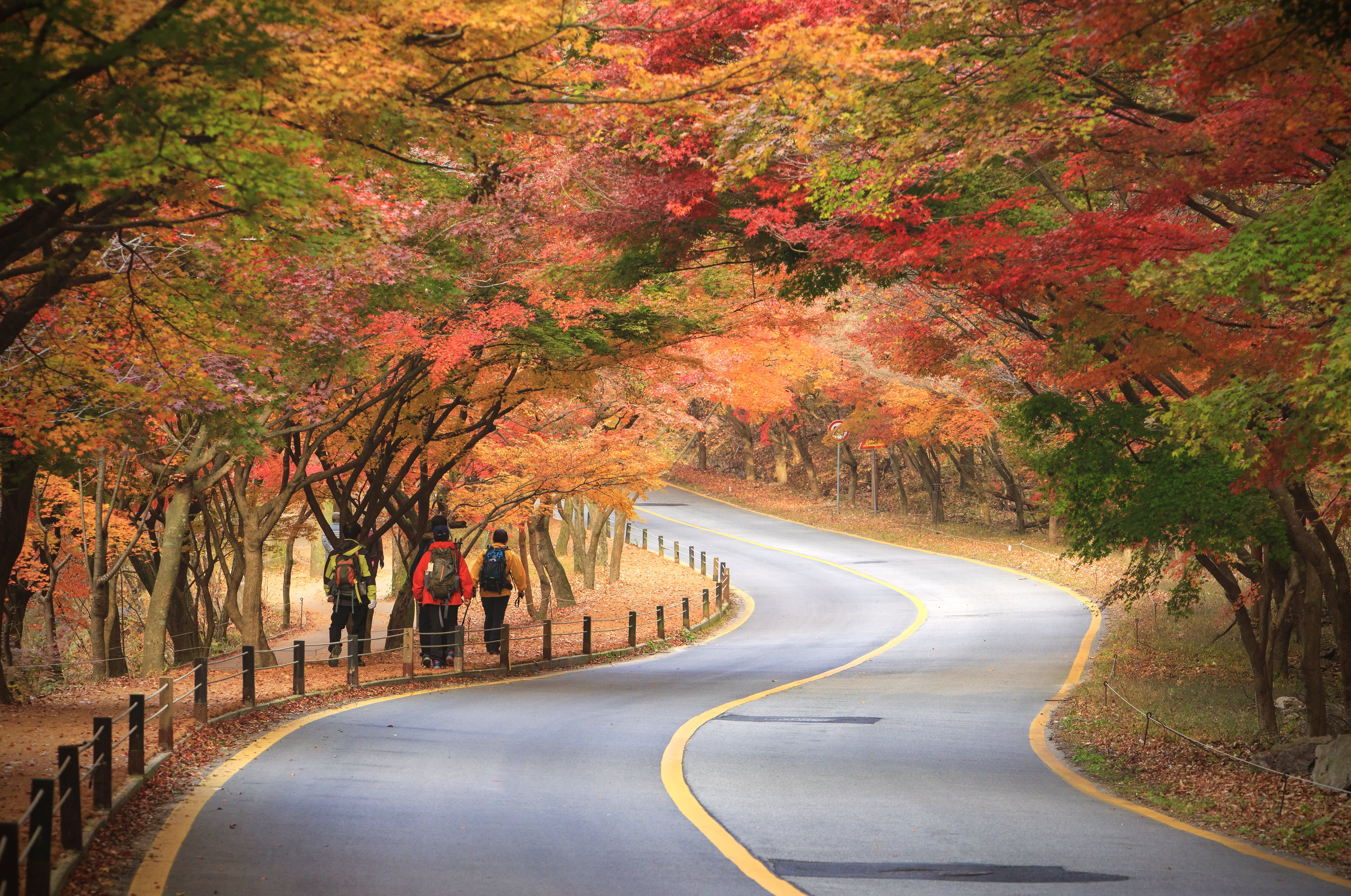 [From Busan] Naejangsan National Park Autumn Foliage Day Tour