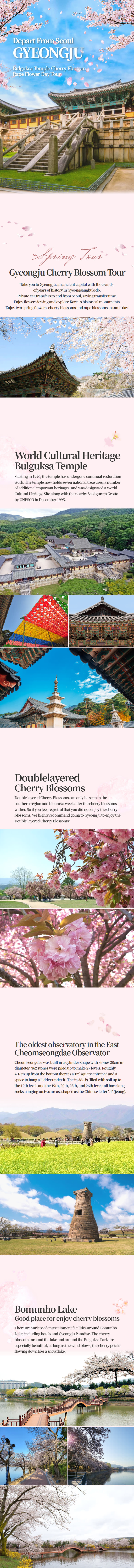 [Depart From Seoul] Gyeongju Bulguksa Temple Cherry Blossom Rape Flower Day Tour