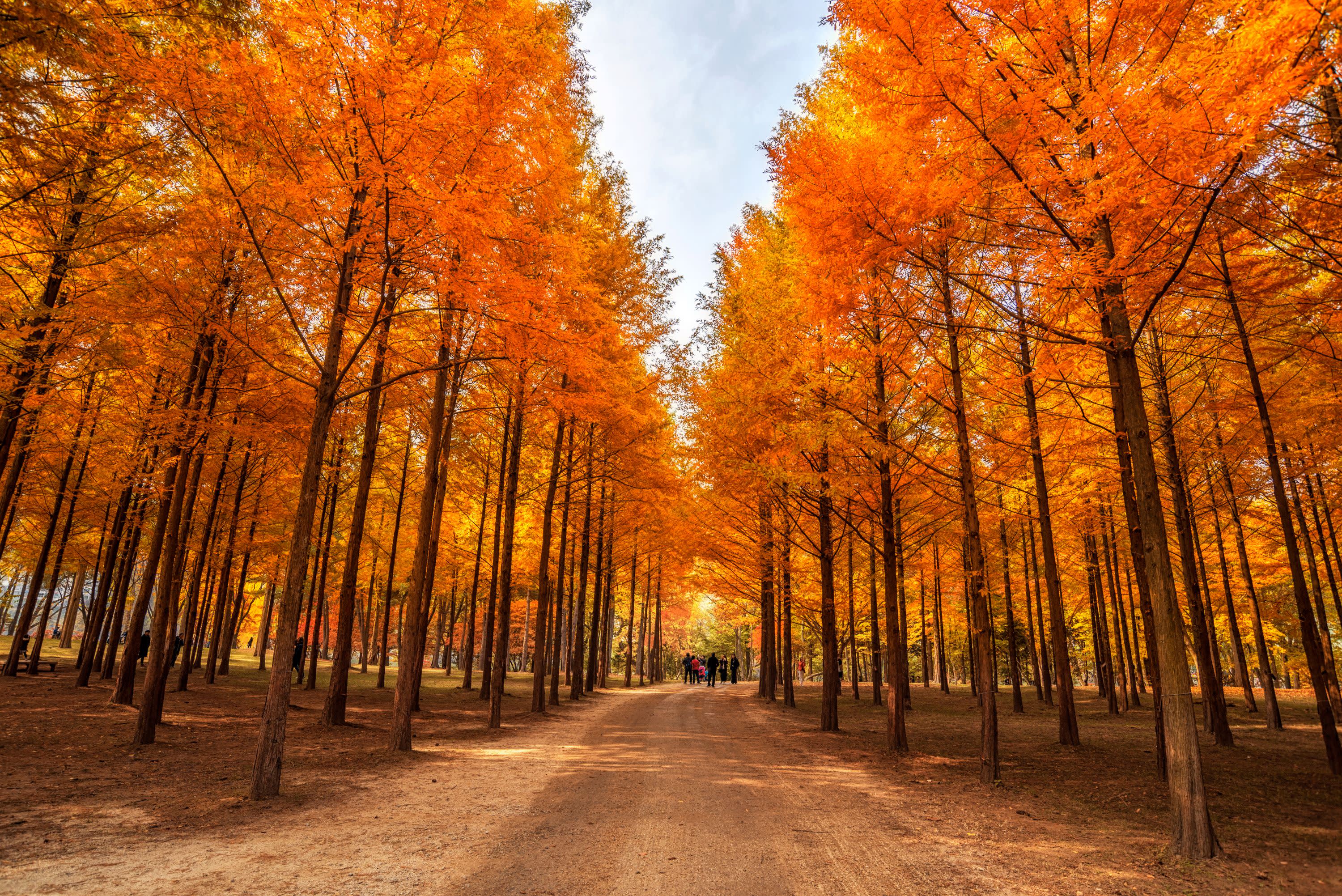 [Best Seller] Nami Island + Alpaca World + Gangchon Railbike Day Tour from Seoul
