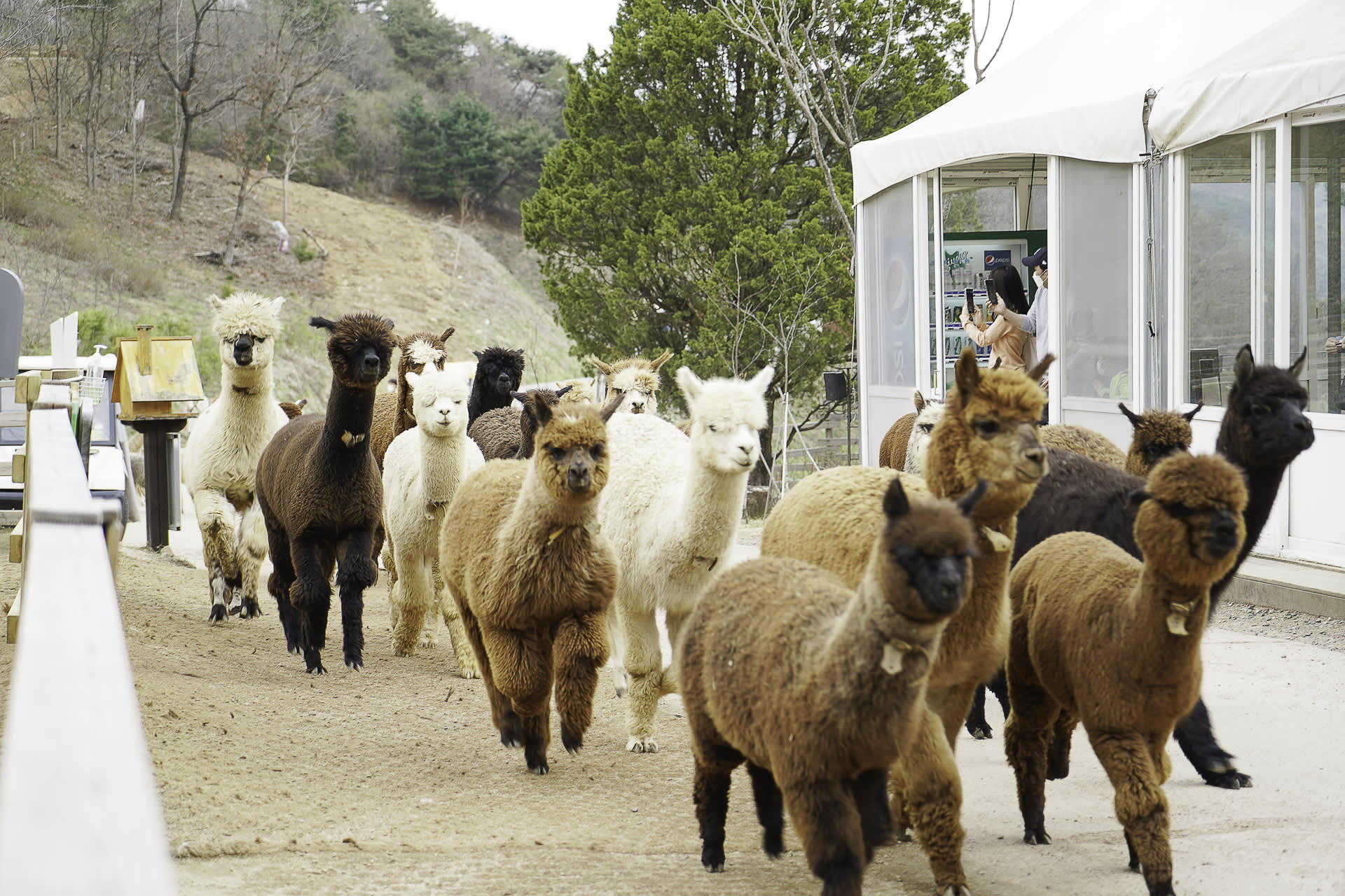 南怡岛 + 江村铁道自行车 + 羊驼世界私人游