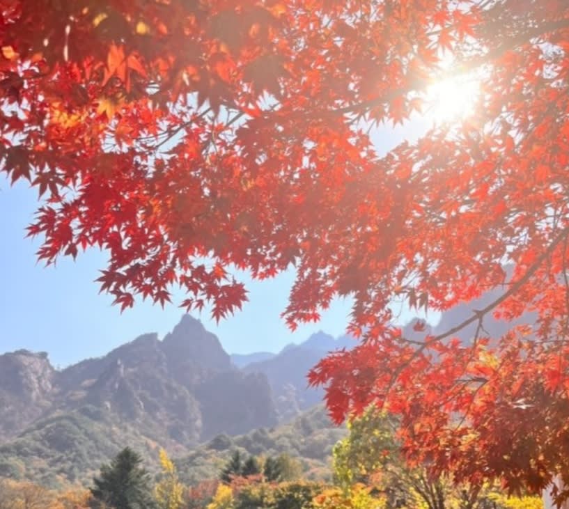 Autumn - Seoraksan National Park Maple leaves | Cable Car Day Tour