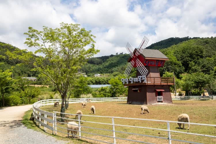 [ソウル-京畿道]楊平羊牧場+ザ・グリム植物園+ドゥムルメリ日帰りツアー