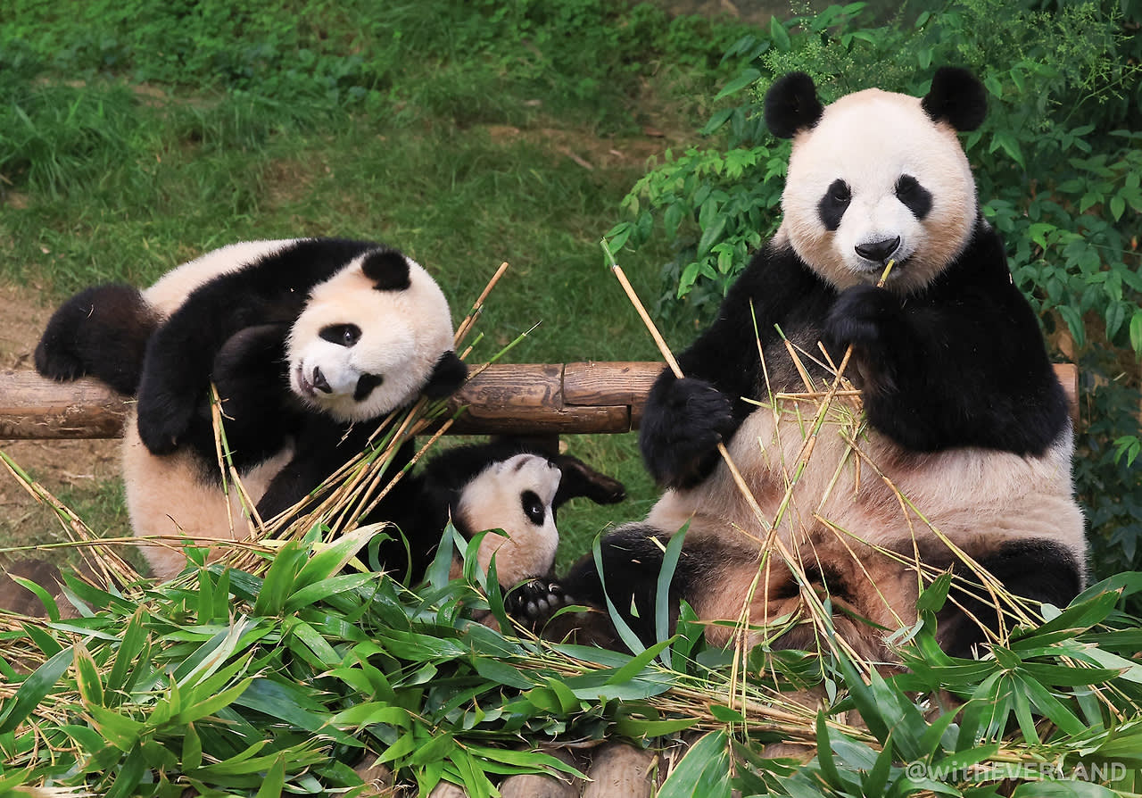 [ソウル] EVERLAND 1日パス＆チケットパッケージ