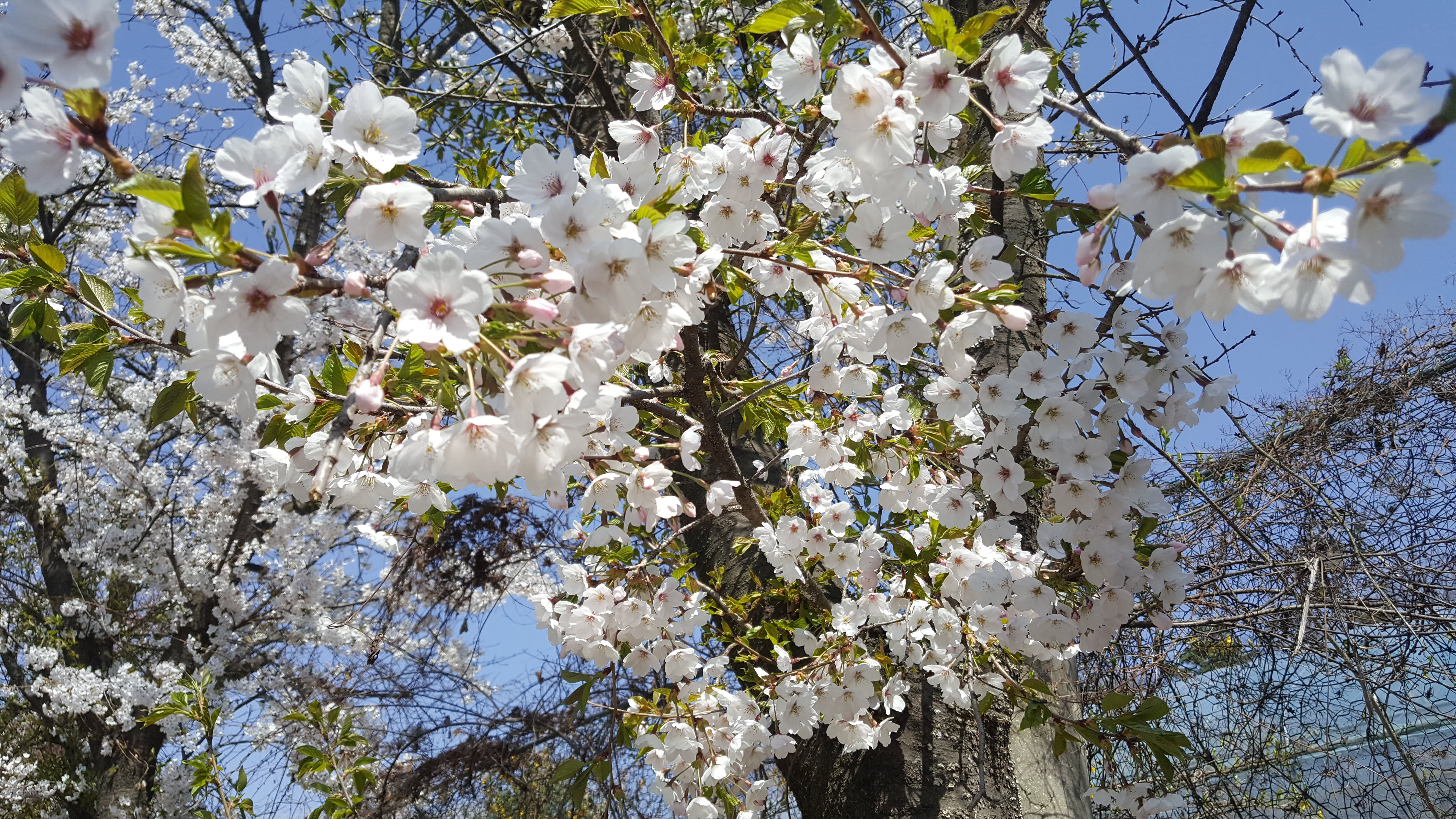 Ganghwa Cherry Blossom / Luge / Traditional Experience Day Tour