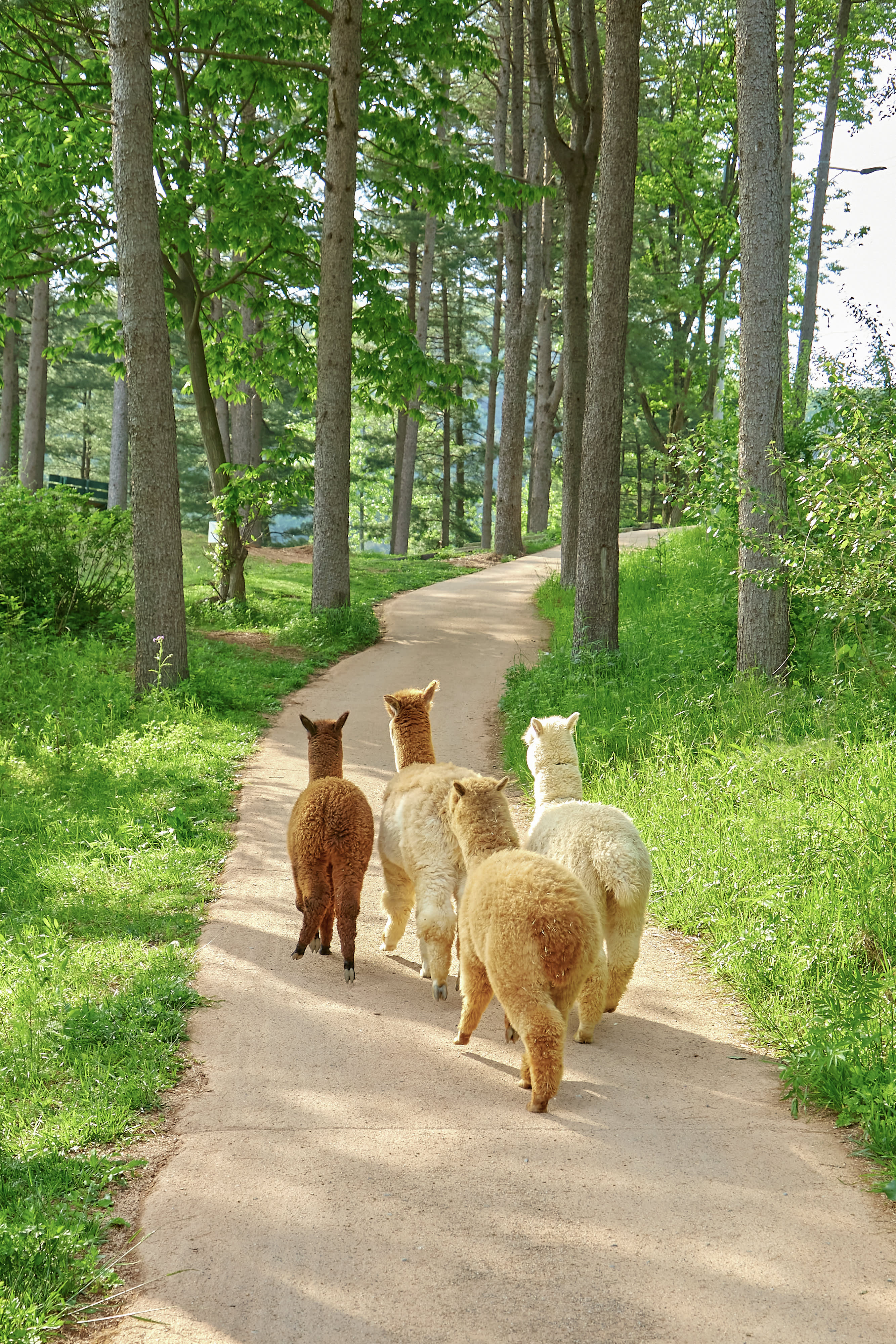 [Best Seller] Nami Island + Alpaca World + Gangchon Railbike Day Tour from Seoul