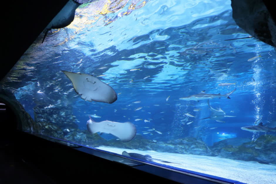 [首尔] SEA LIFE COEX, Seoul Aquarium水族馆门票