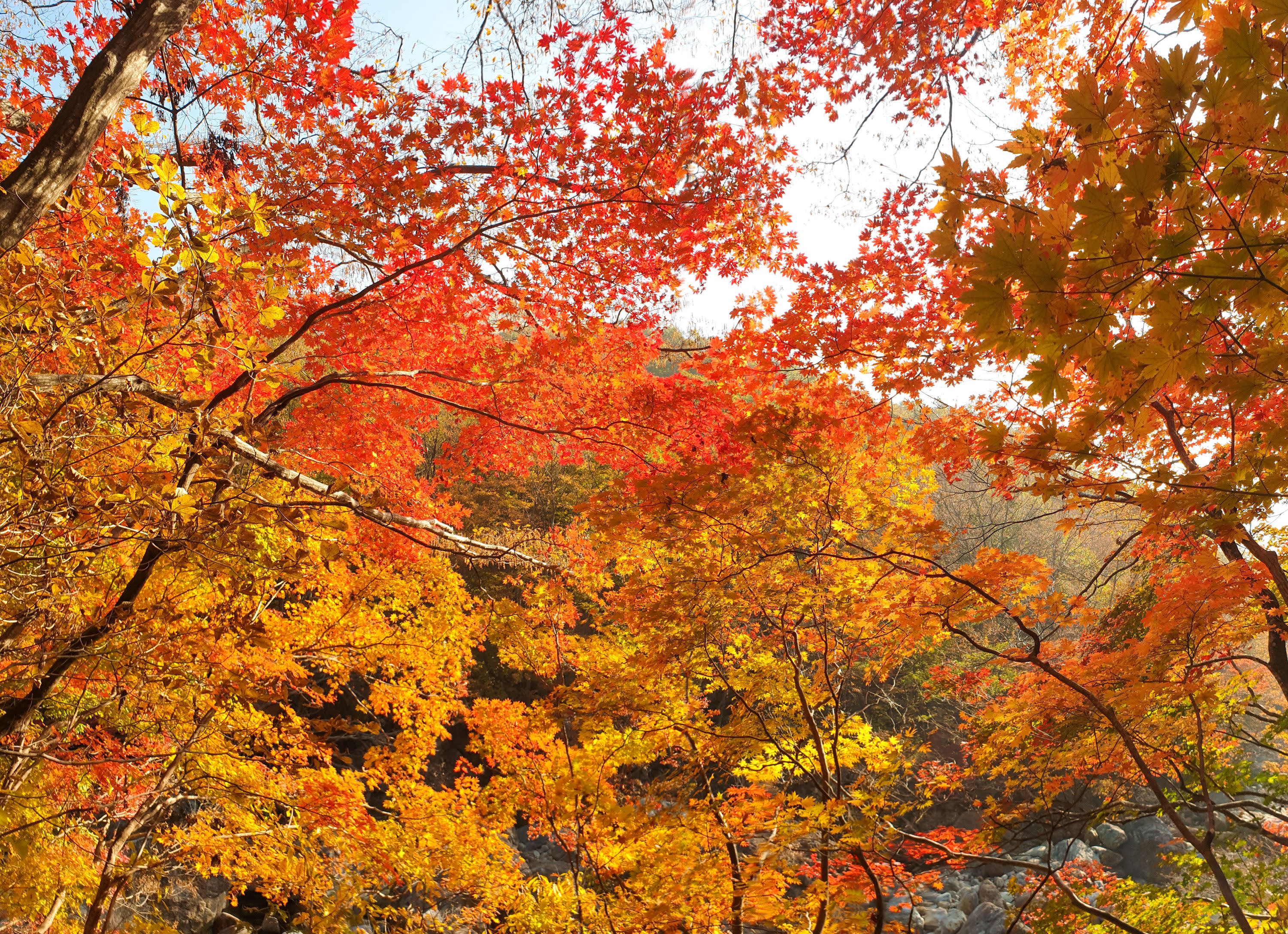【釜山発】智異山紅葉観賞｜Baemsagol渓谷・泉隠寺日帰りツアー
