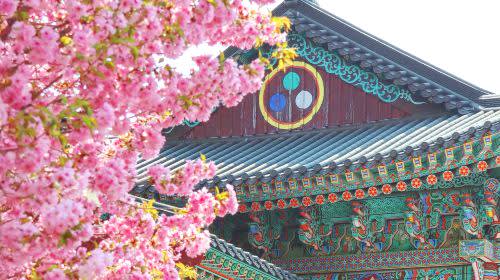 [首尔出发] 全州春季一日游（韩屋村 + 完山公园樱花 + 觉院寺）