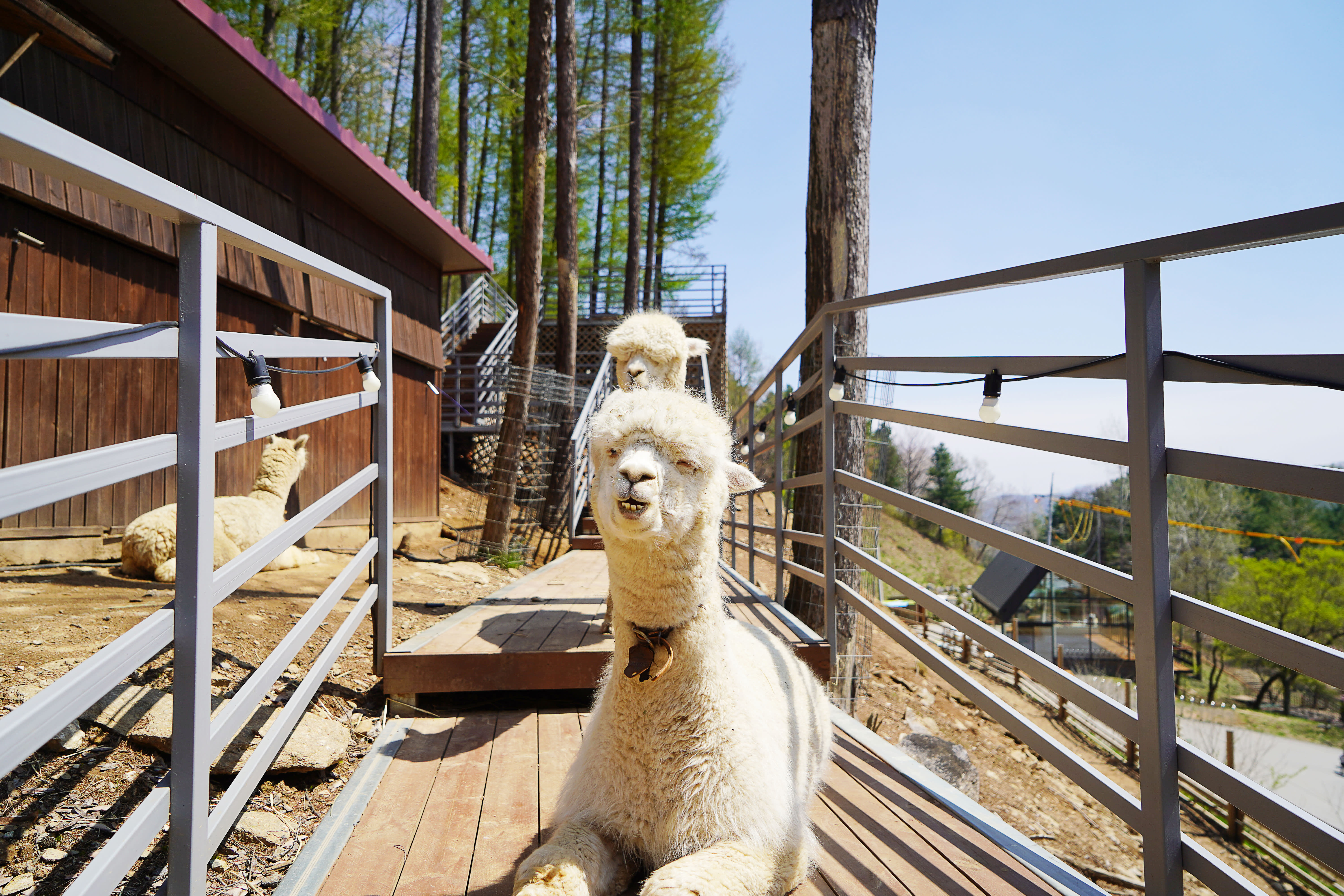 Nami Island + Hanbok Experience + Alpaca World
