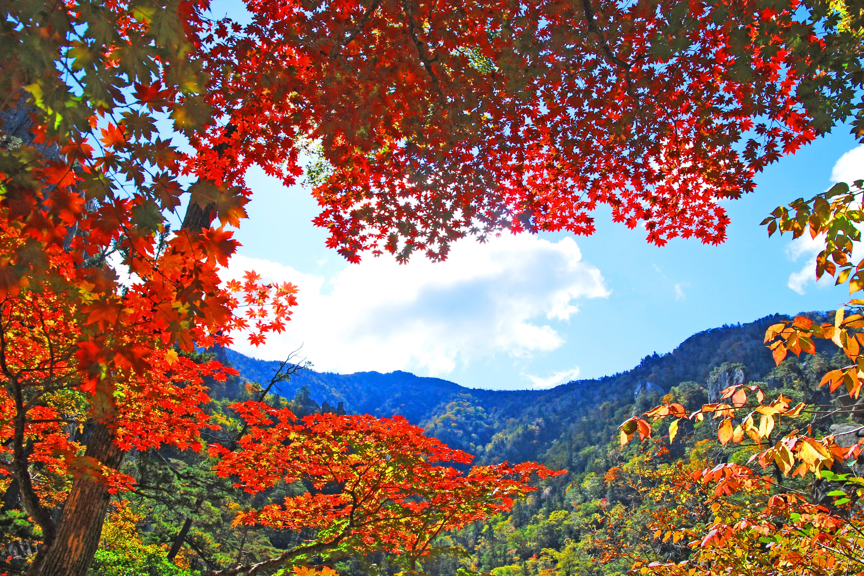 [首尔出发]美丽的枫叶 | 雪岳山 & 缆车一日游