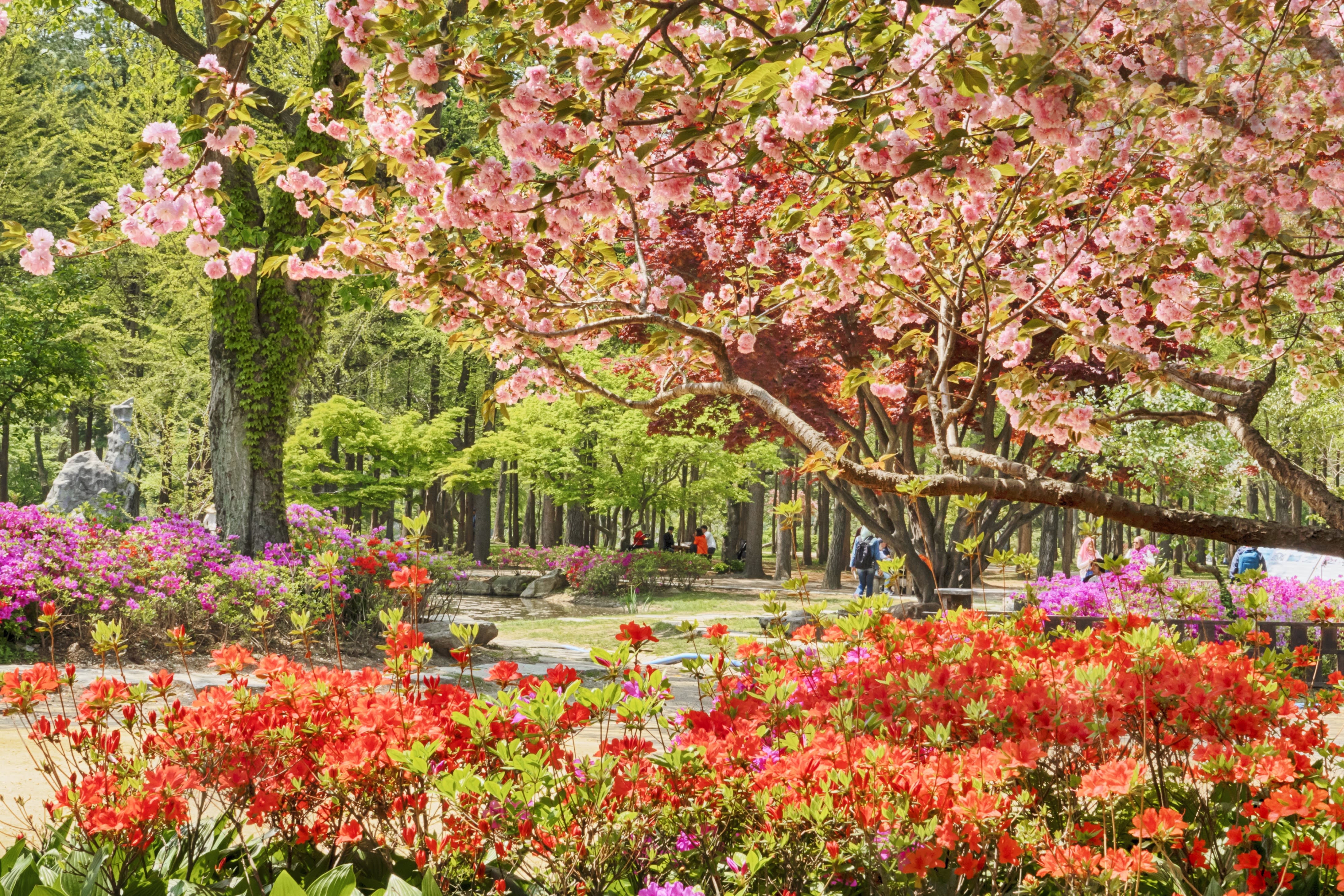 [Chuncheon] Nami Island Admission Ticket + Shuttle Bus Package