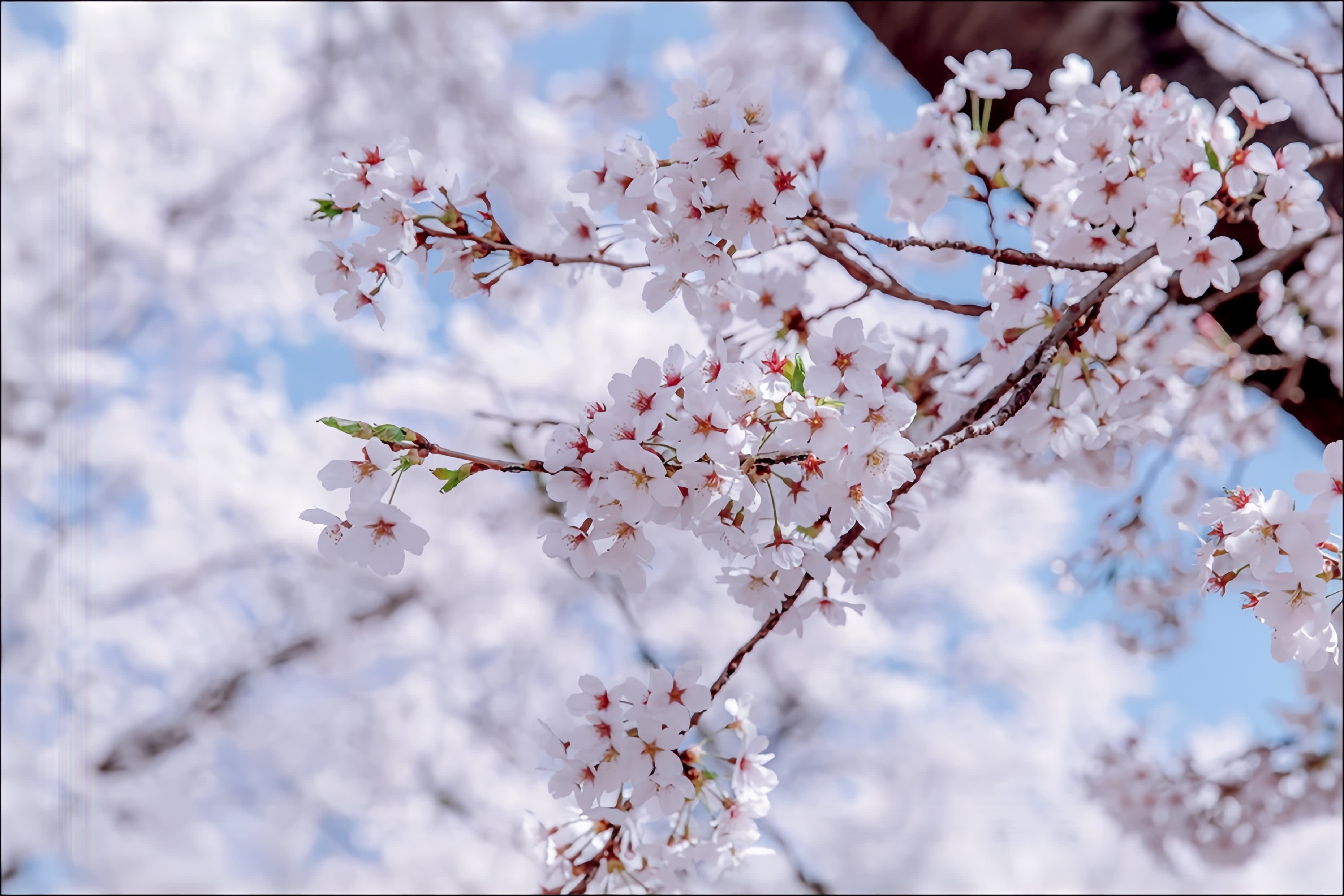 【春限定】ソウル発・南怡島お花見ツアー（レールバイク／アルパカワールド選択可）