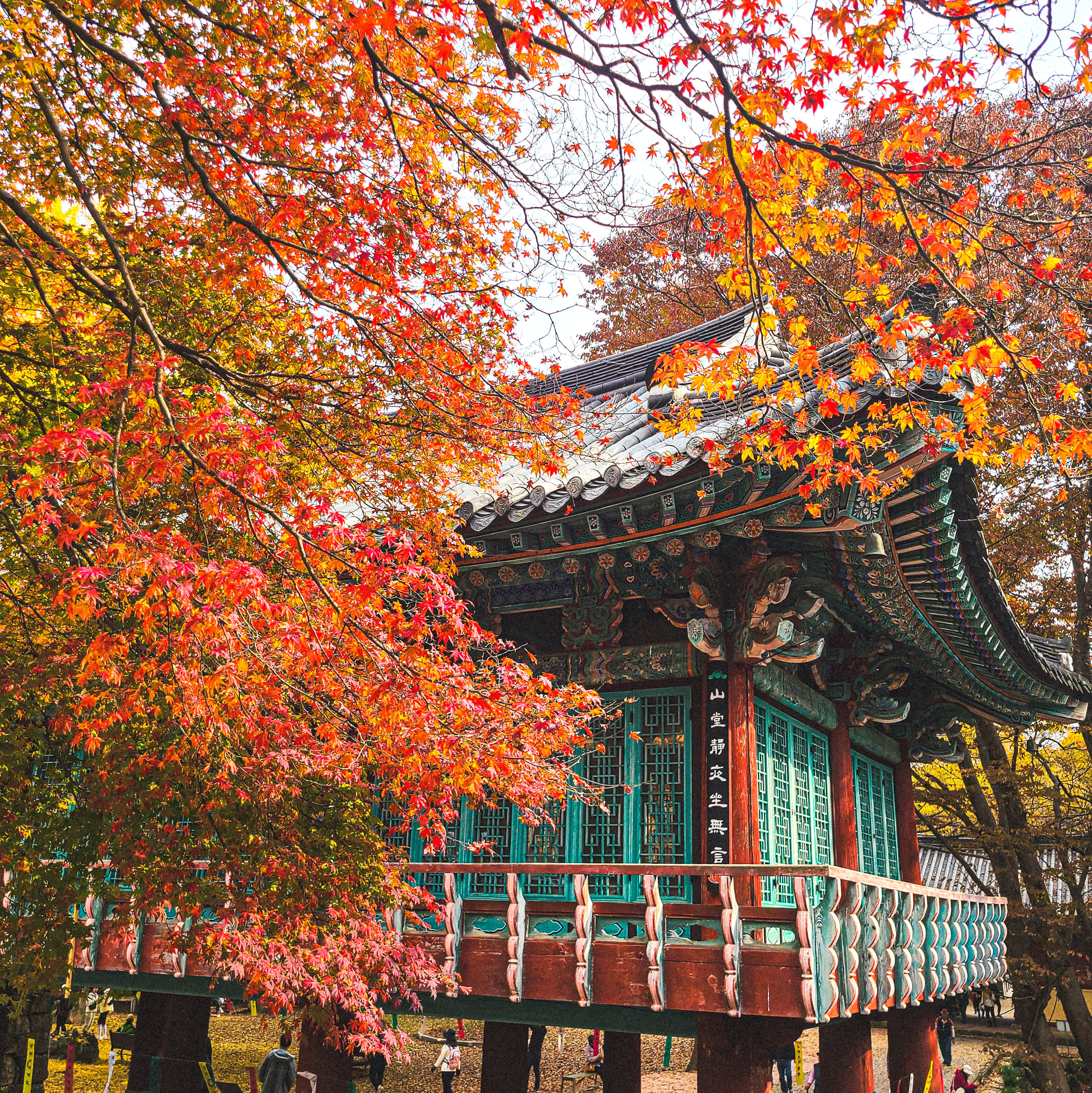 [From Busan] Naejangsan National Park Autumn Foliage Day Tour