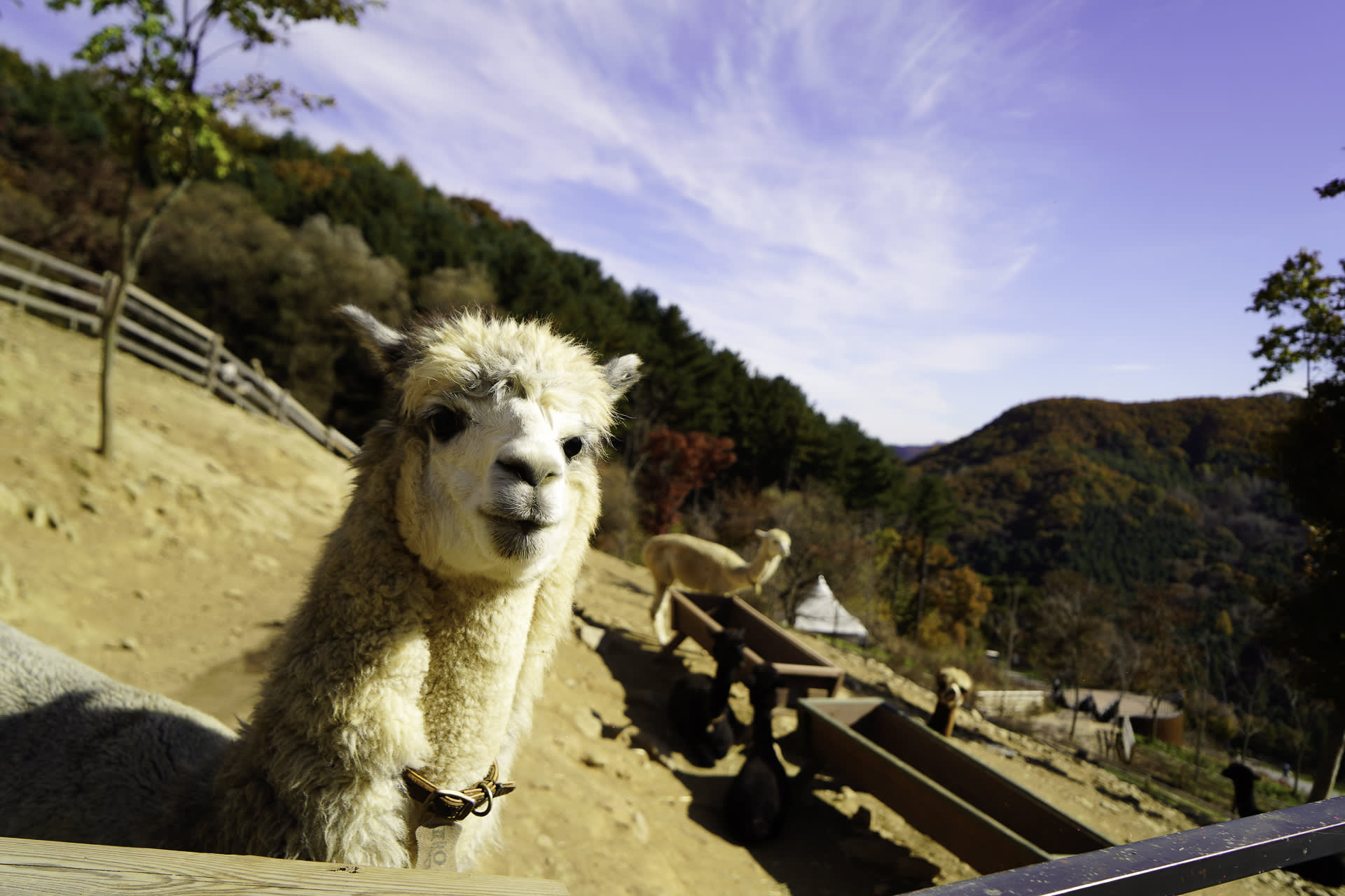 Alpaca World & Rail Bike & Chuncheon Ice Valley Waterfall Day Tour from Seoul