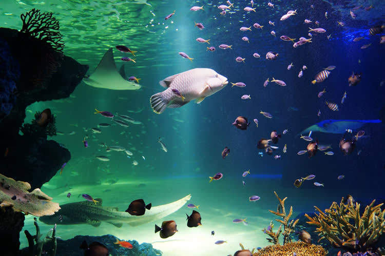 [ソウル]63ビル展望台(スカイアート)＋水族館(アクアプラネット)割引入場チケット