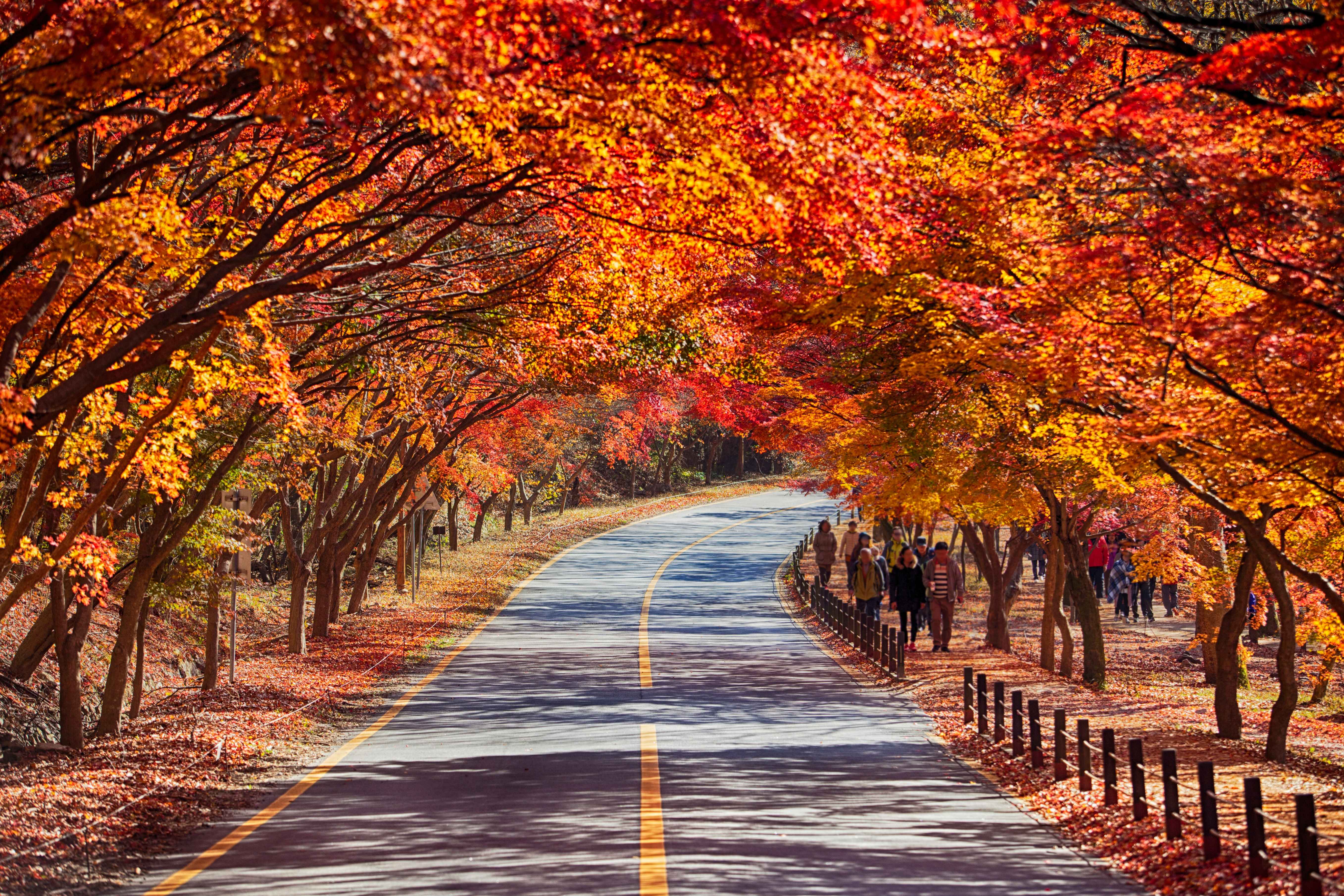 [From Busan] Naejangsan National Park Autumn Foliage Day Tour