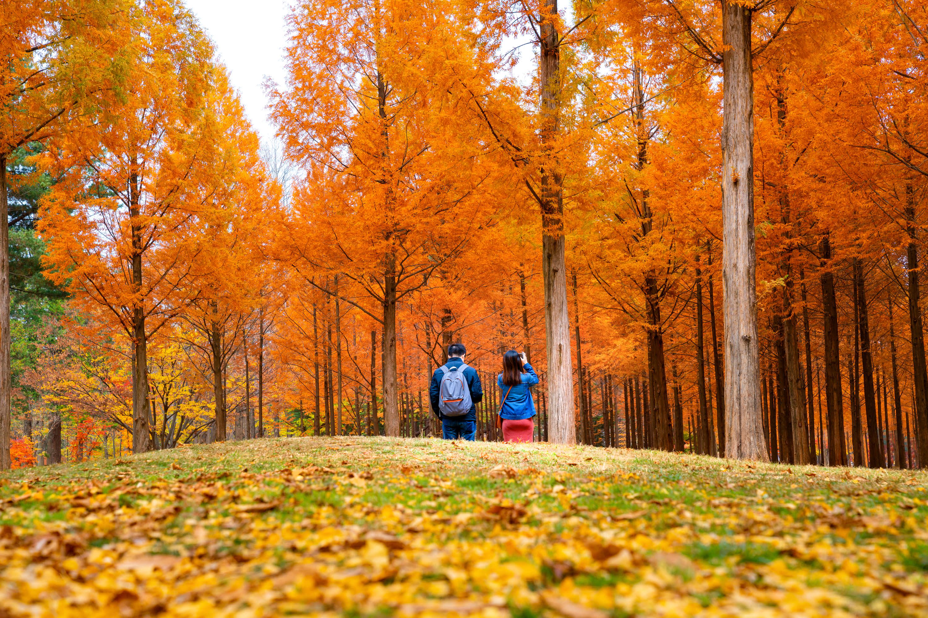 Nami Island One Day Tour (Shuttle & Ferry Included)