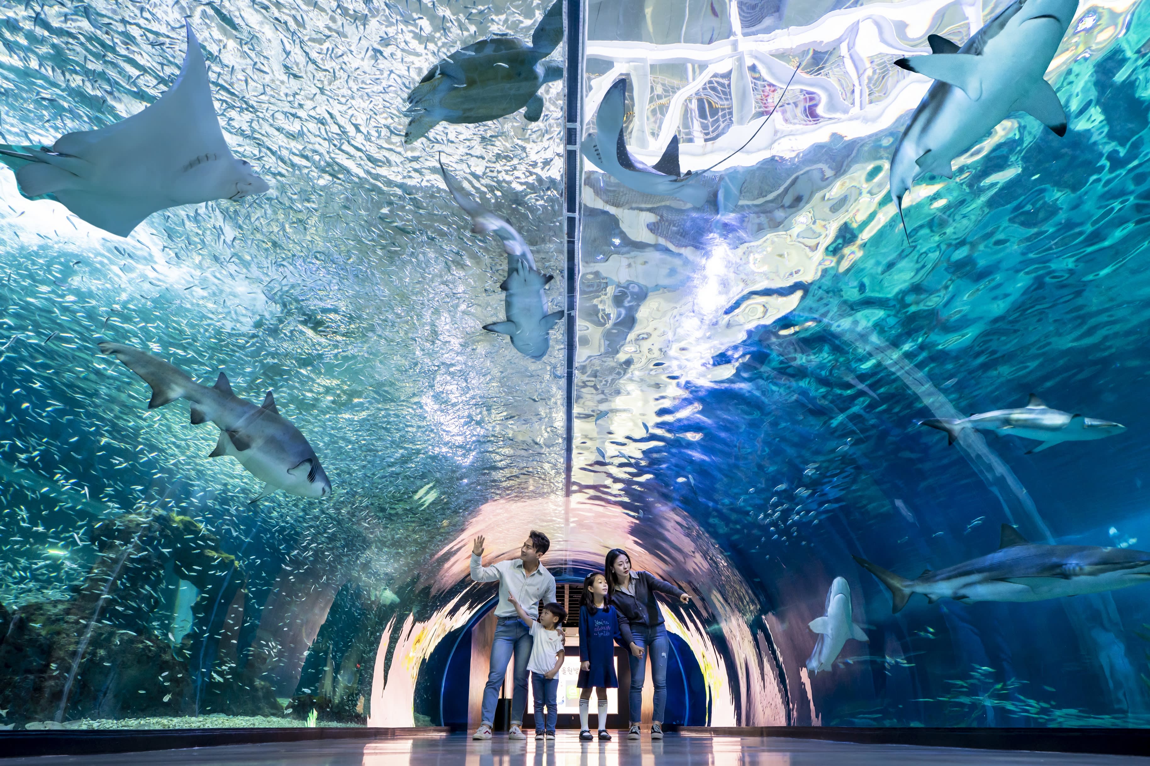 [济州] Aqua Planet 水族馆门票