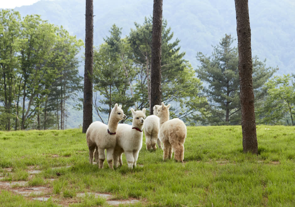 [南怡岛] 羊驼世界 + 南怡岛 + 轨道自行车 + 寂静树木园