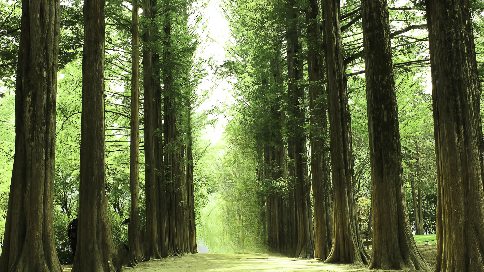 Nami Island + Hanbok Experience+ Gangchon Rail Bike