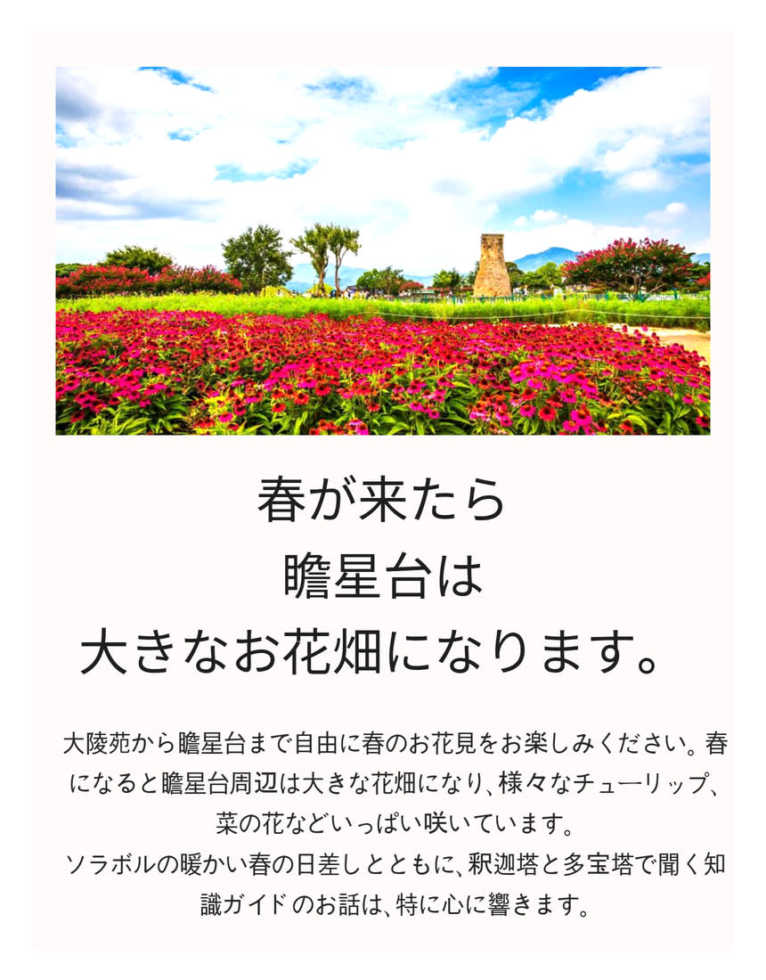 [汽車当日の旅行] 慶州へ行く春の花のお出かけ (大陵苑 春の花/ 仏国寺 桜)