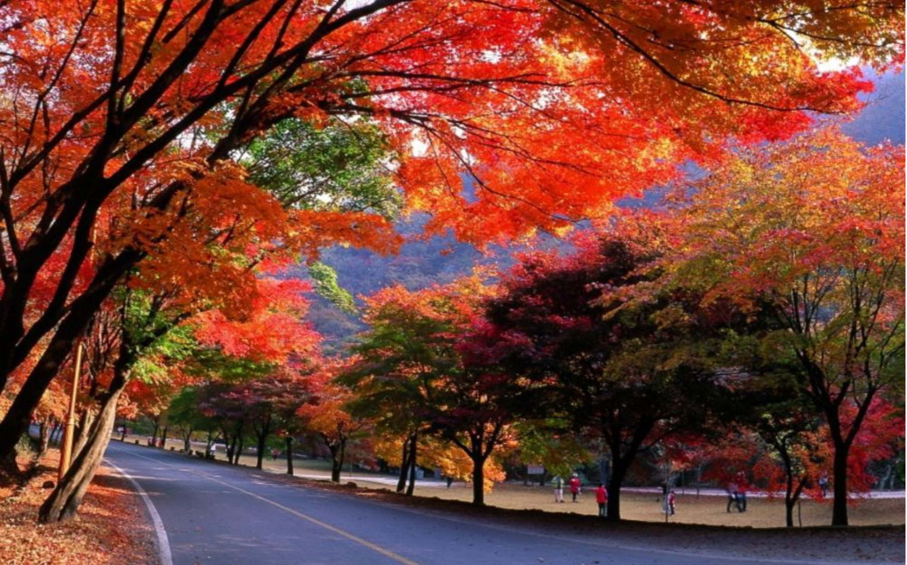 Autumn - Naejang National Park Maple Leaves Day Tour