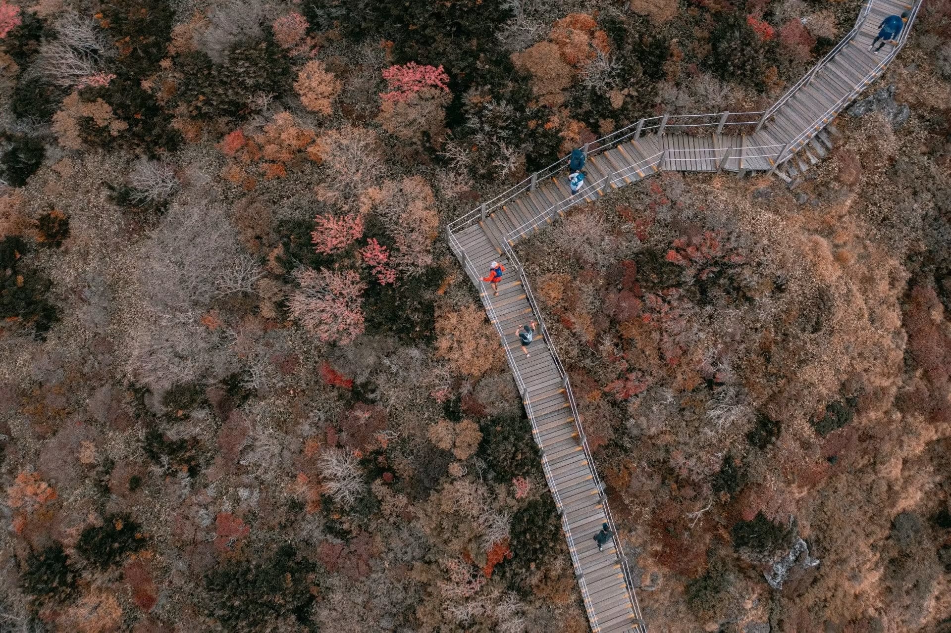 [Play & Stay] トレイルランニング - TransJeju by UTMB