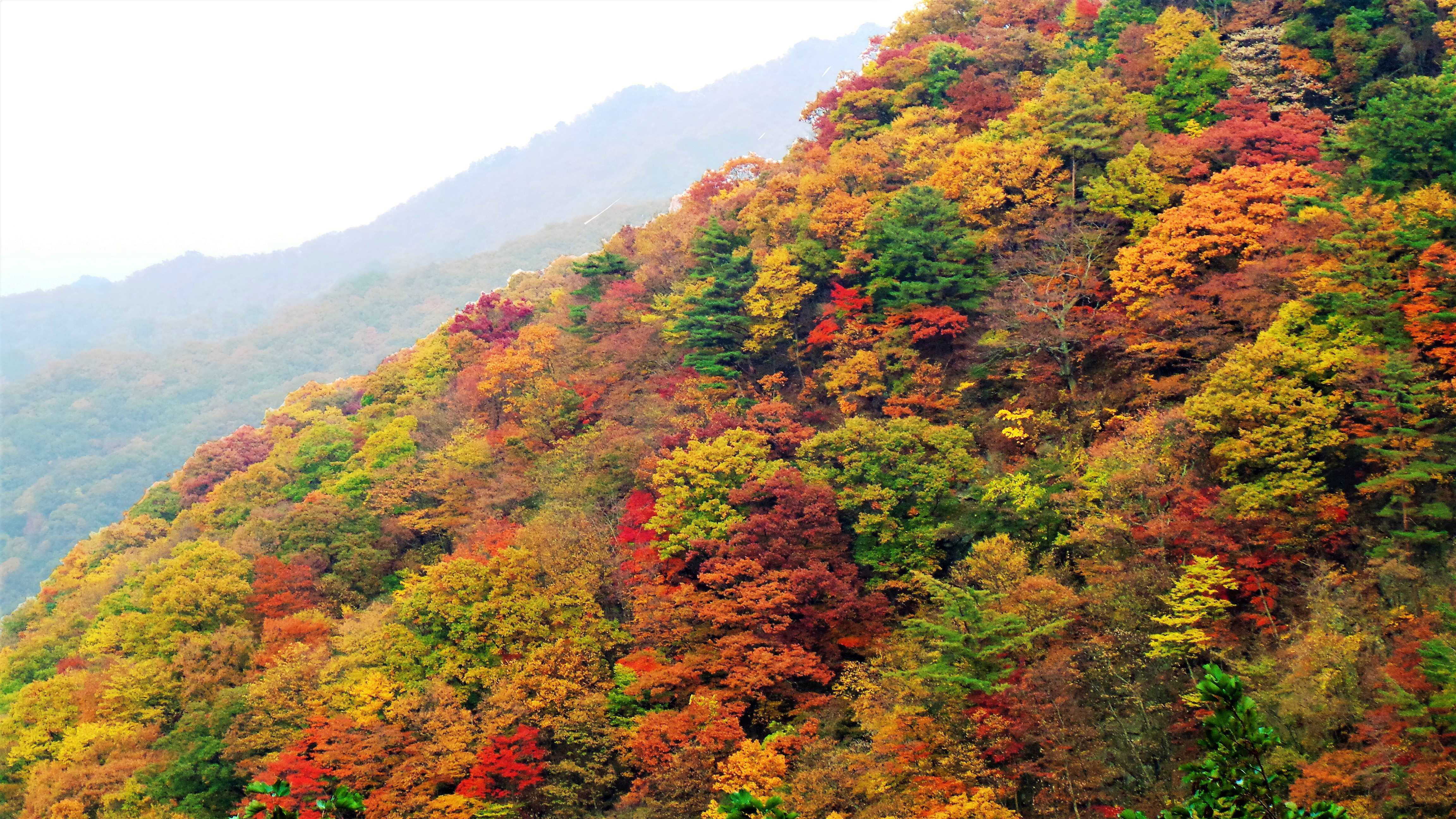 【釜山発】智異山紅葉観賞｜Baemsagol渓谷・泉隠寺日帰りツアー