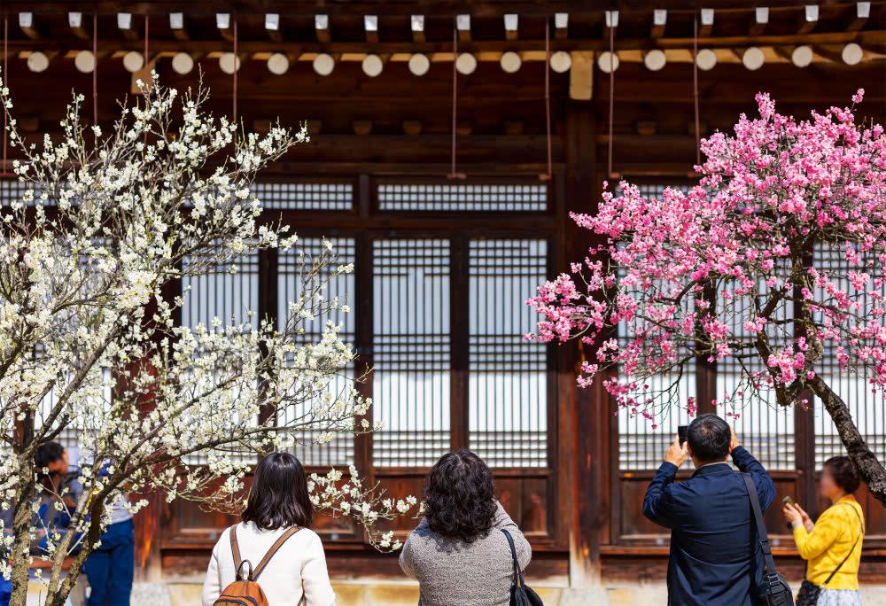 [首尔出发] 全州春季一日游（韩屋村 + 完山公园樱花 + 觉院寺）