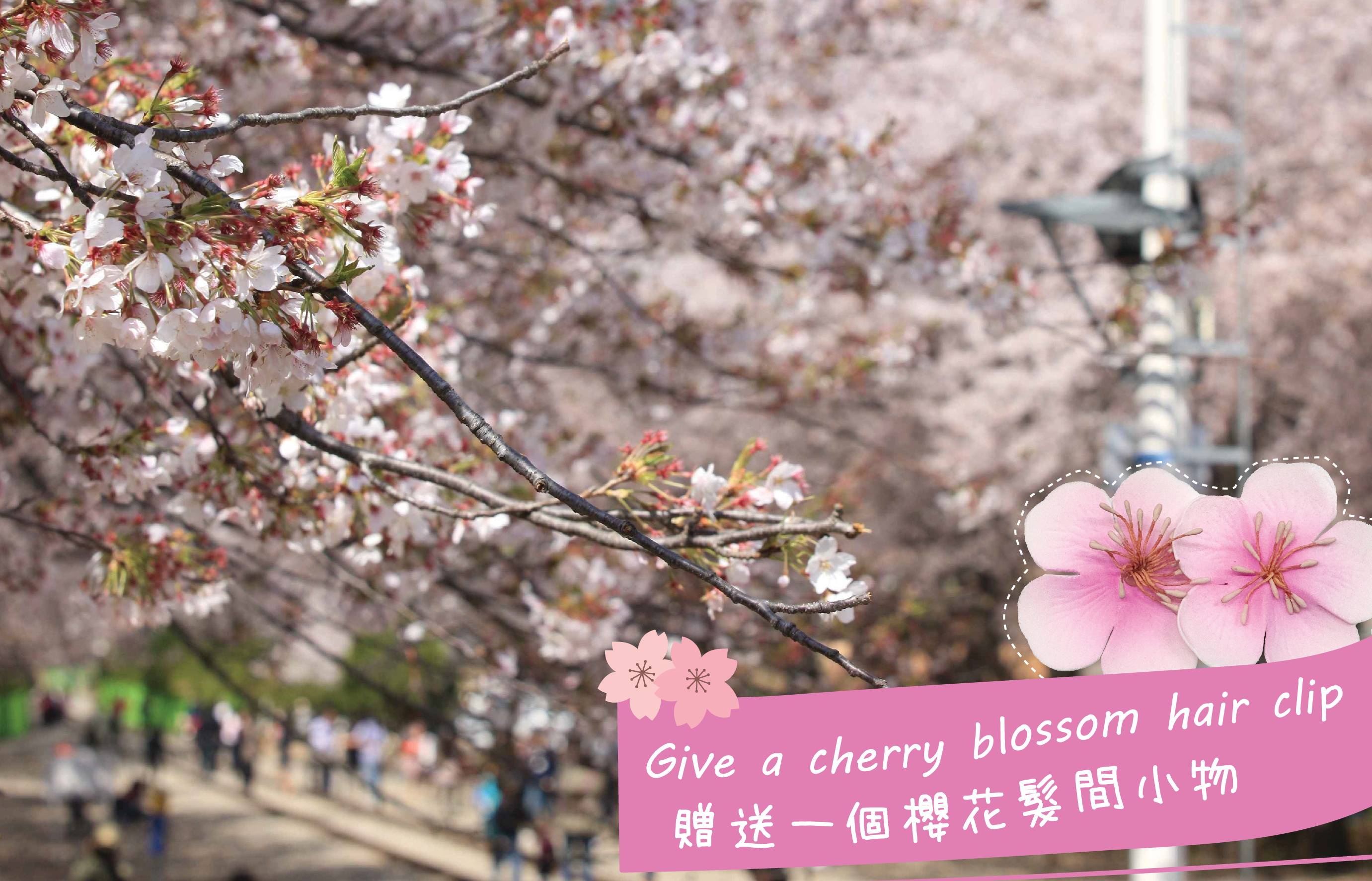 首尔出发 镇海粉色樱花节一日游