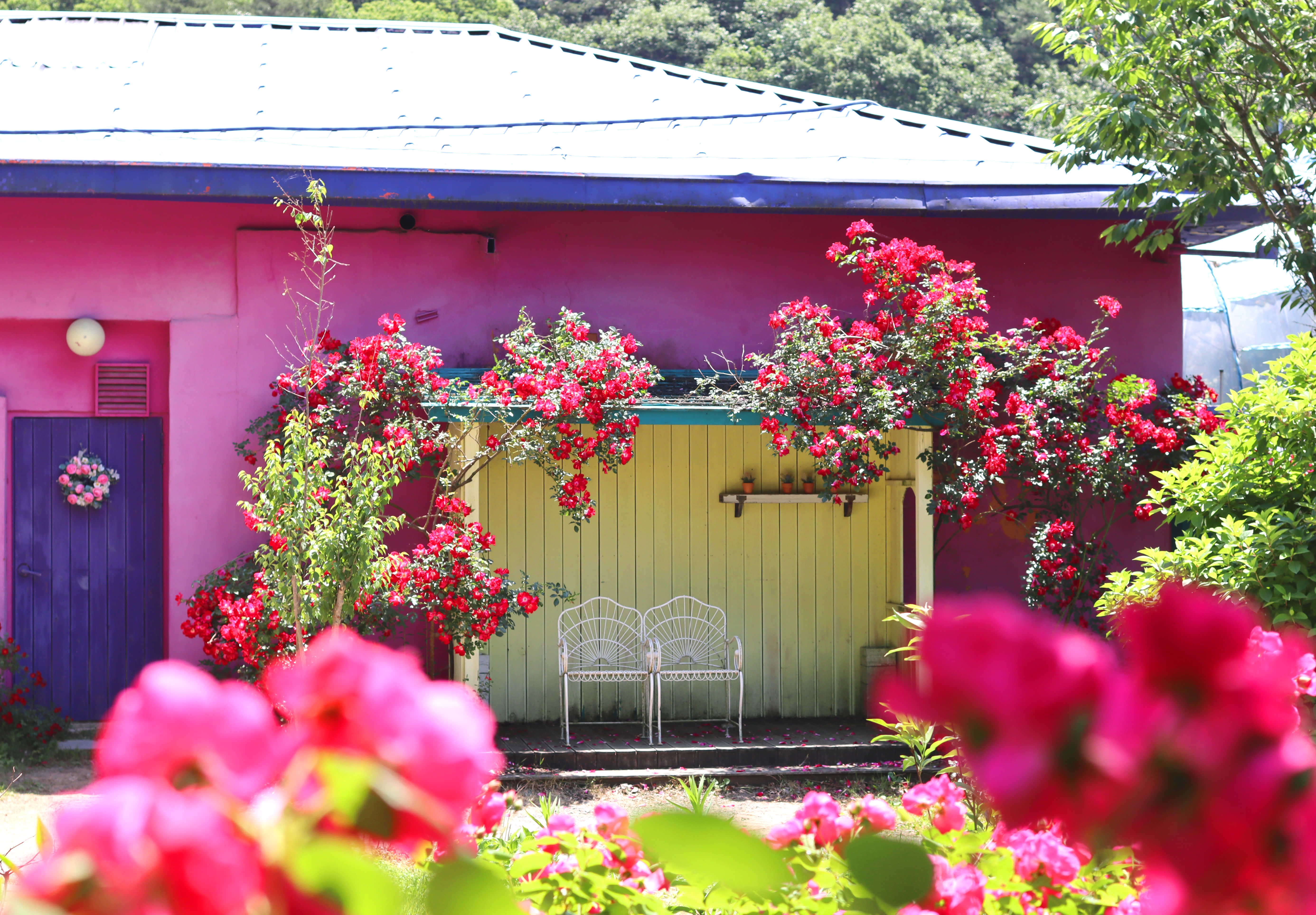 [🌊Top Pick] Seoul-Boryeong Mud Train Special Tour