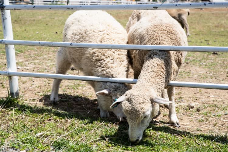 [ソウル-京畿道]楊平羊牧場+ザ・グリム植物園+ドゥムルメリ日帰りツアー