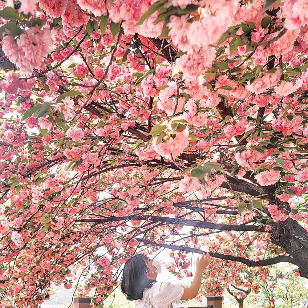 [ソウル発] 全州 春ツアー [韓屋村＋完山公園 桜＋覚願寺]