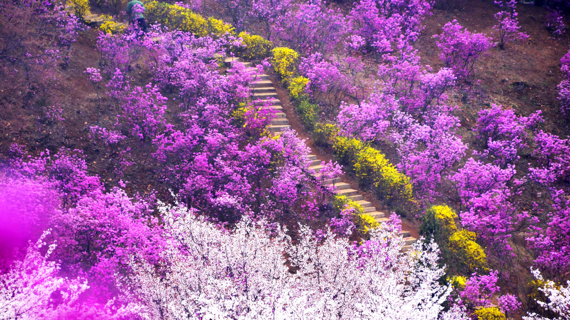 Bucheon Azalea & Cherry Blossom Festival & Gwangmyeong Cave Tour