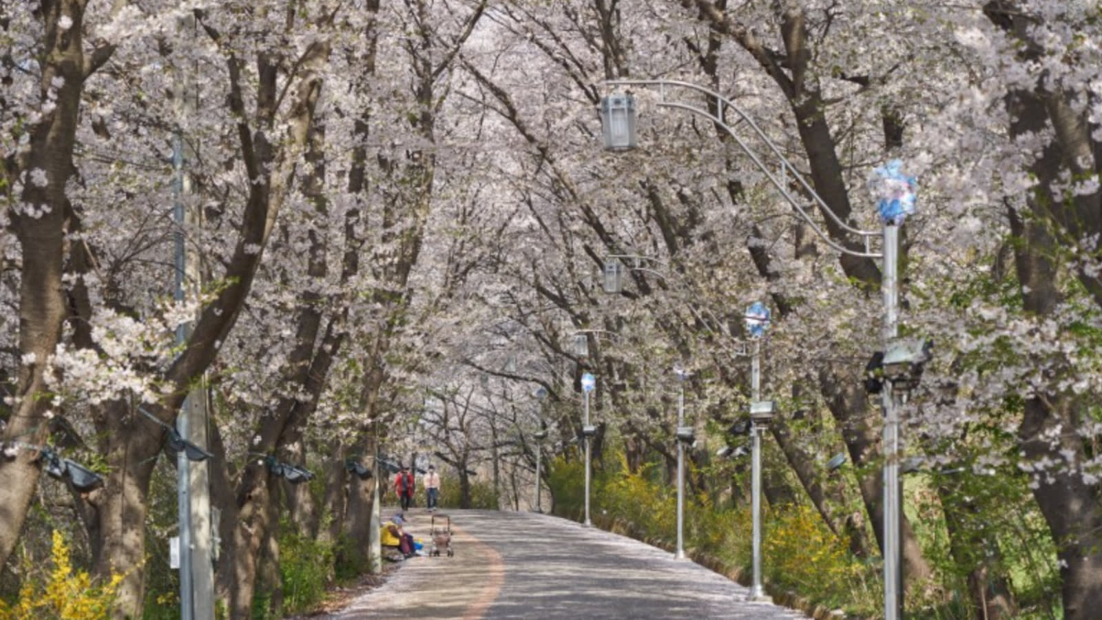 【春限定】江華島 桜花見・リュージュ・伝統体験 日帰りツアー（ソウル発）