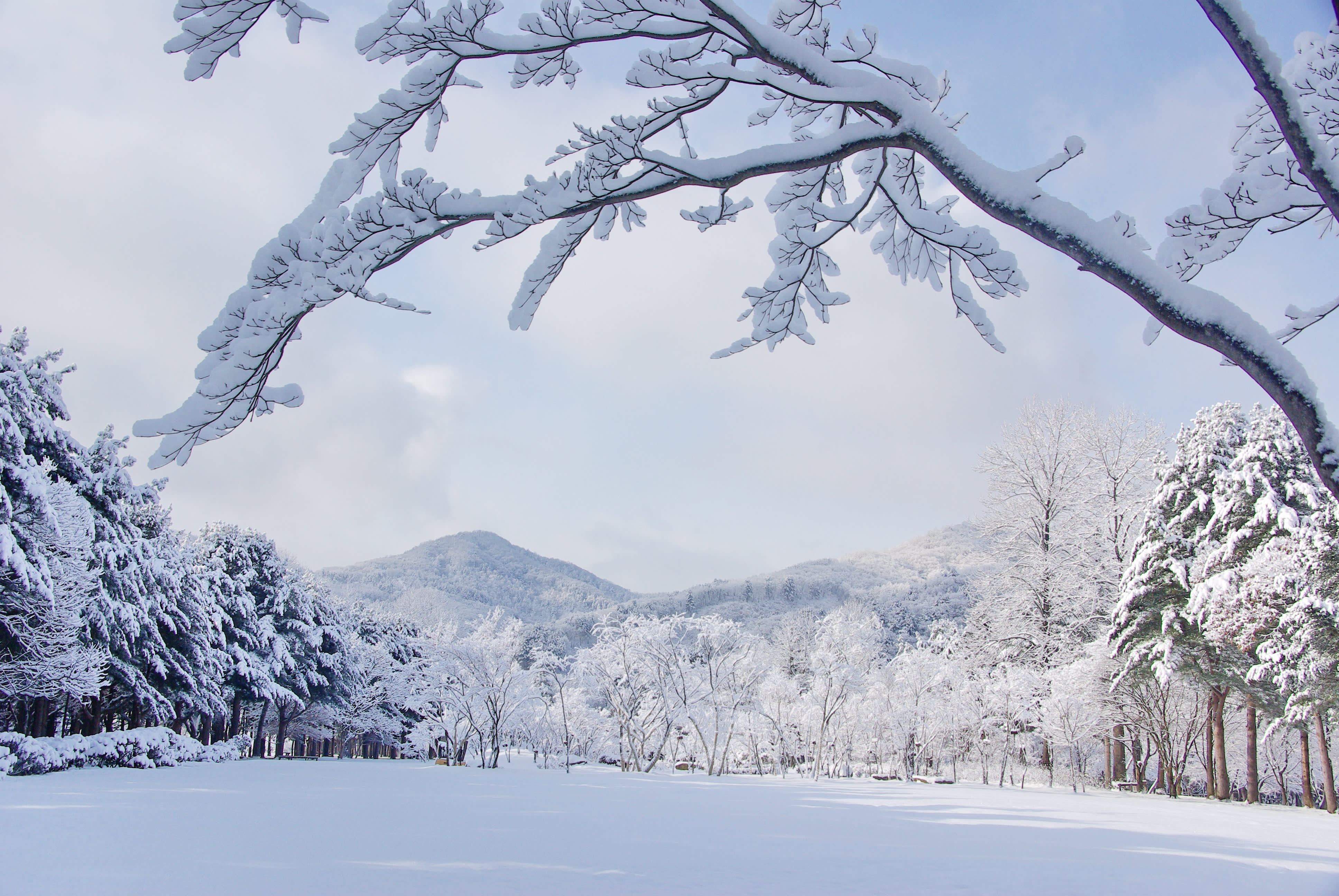 [From Seoul] Nami Island & Vivaldi Ski One Day Tour