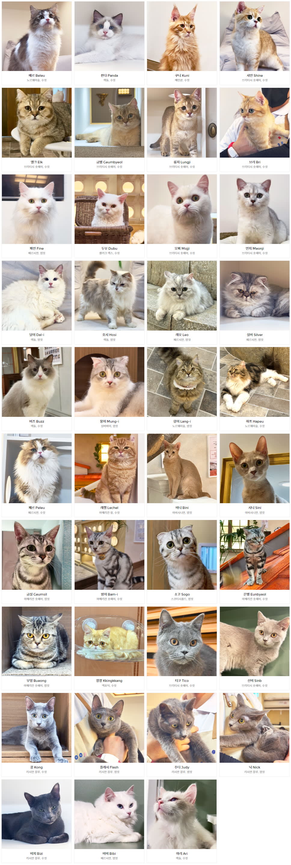 [弘大] ROOF CAT ME 猫咪咖啡店 弘大店 平日优惠入场券