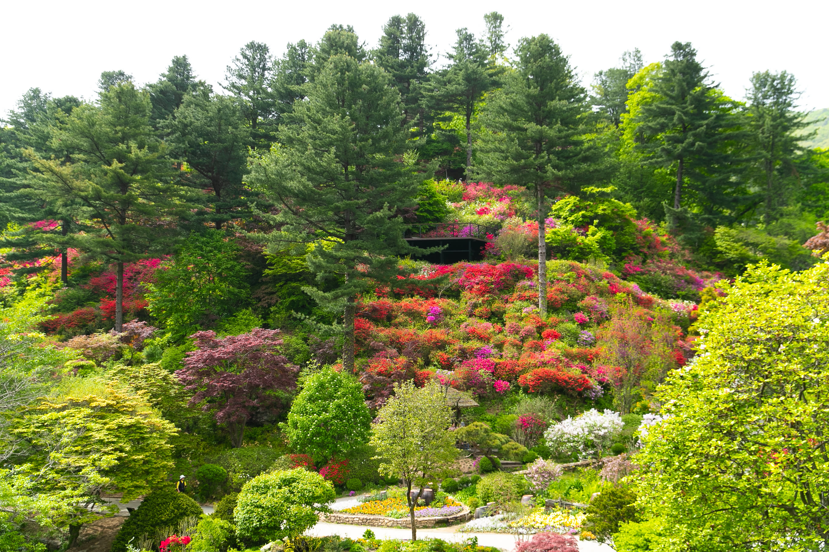 Alpaca World + Nami Island + Garden of Morning Calm