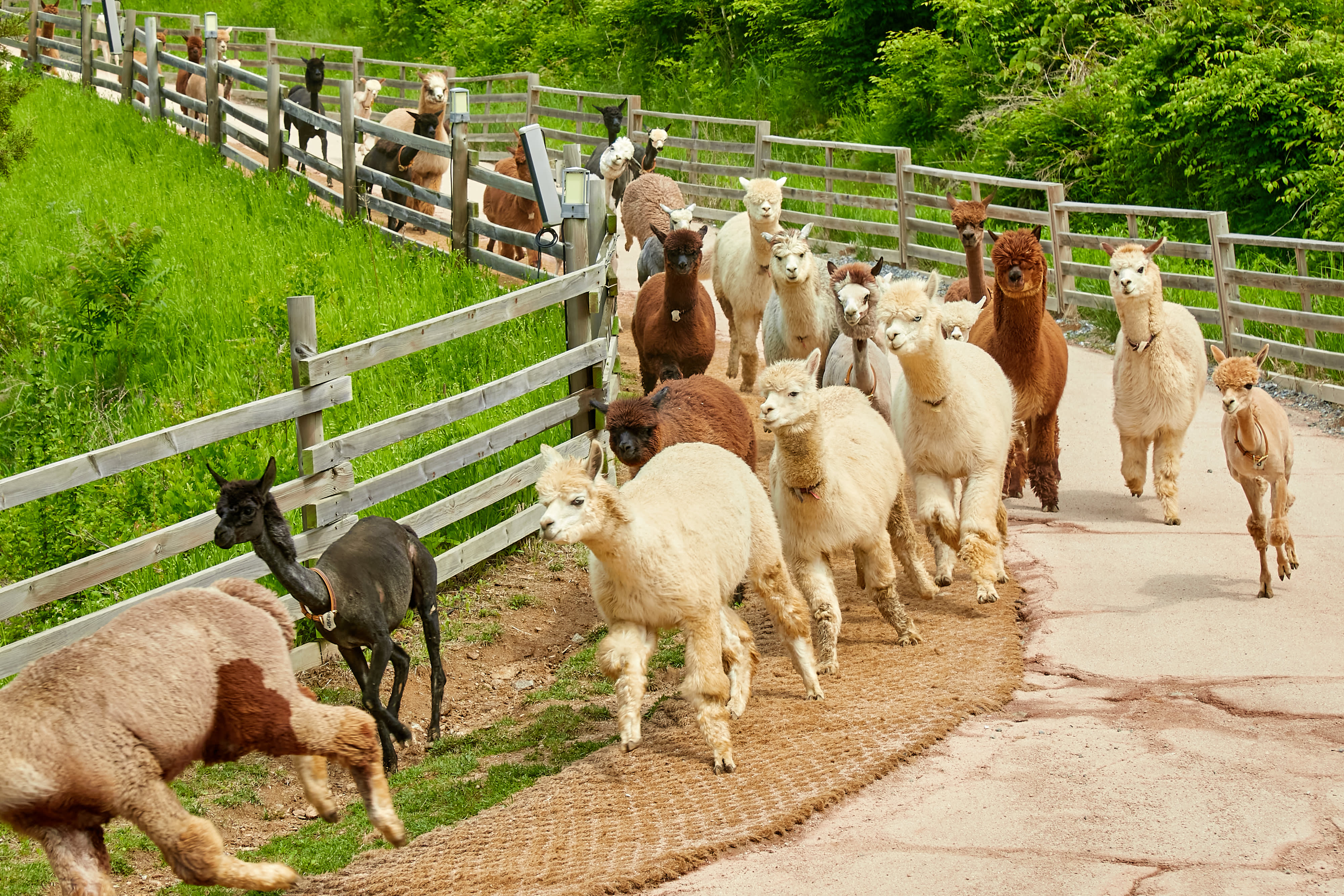 [春天限定] 首尔近郊赏樱一日游 | 伊甸园樱花路 / 南怡岛／羊驼世界／铁道自行车