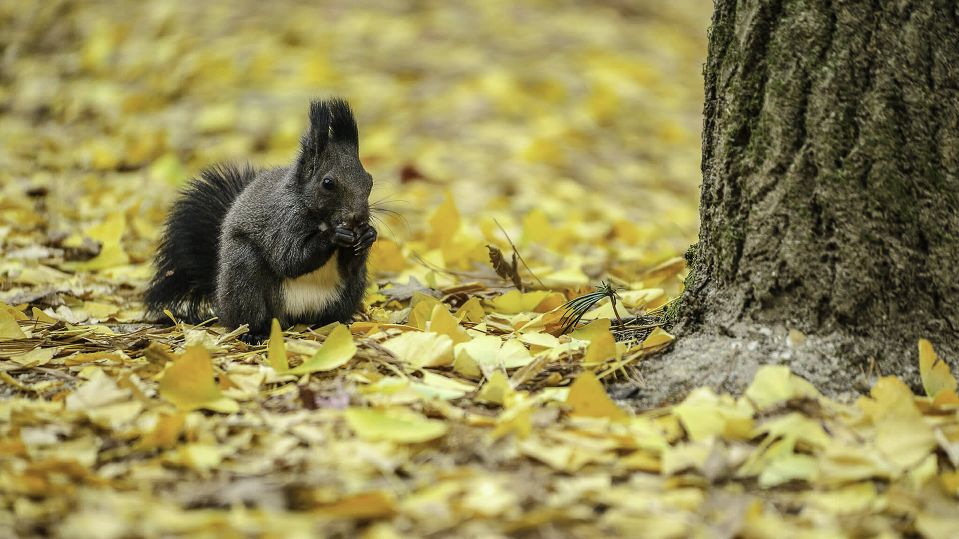 南怡岛 + 晨静树木园 + 羊驼世界私人游