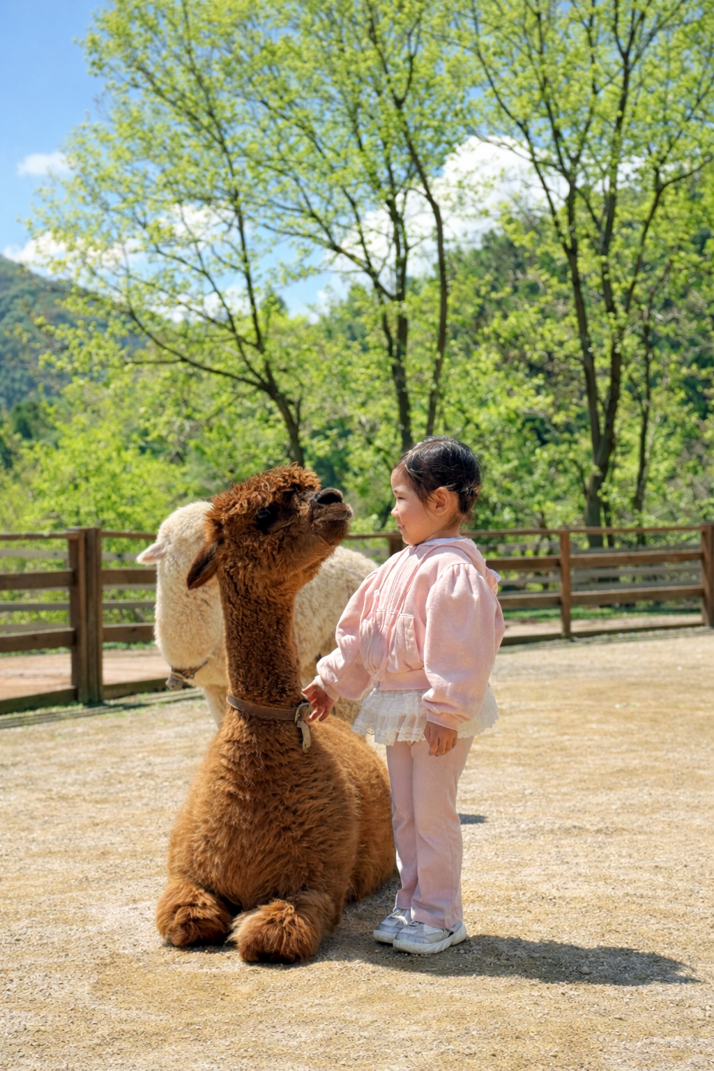 Alpaca World + Nami Island + Garden of Morning Calm