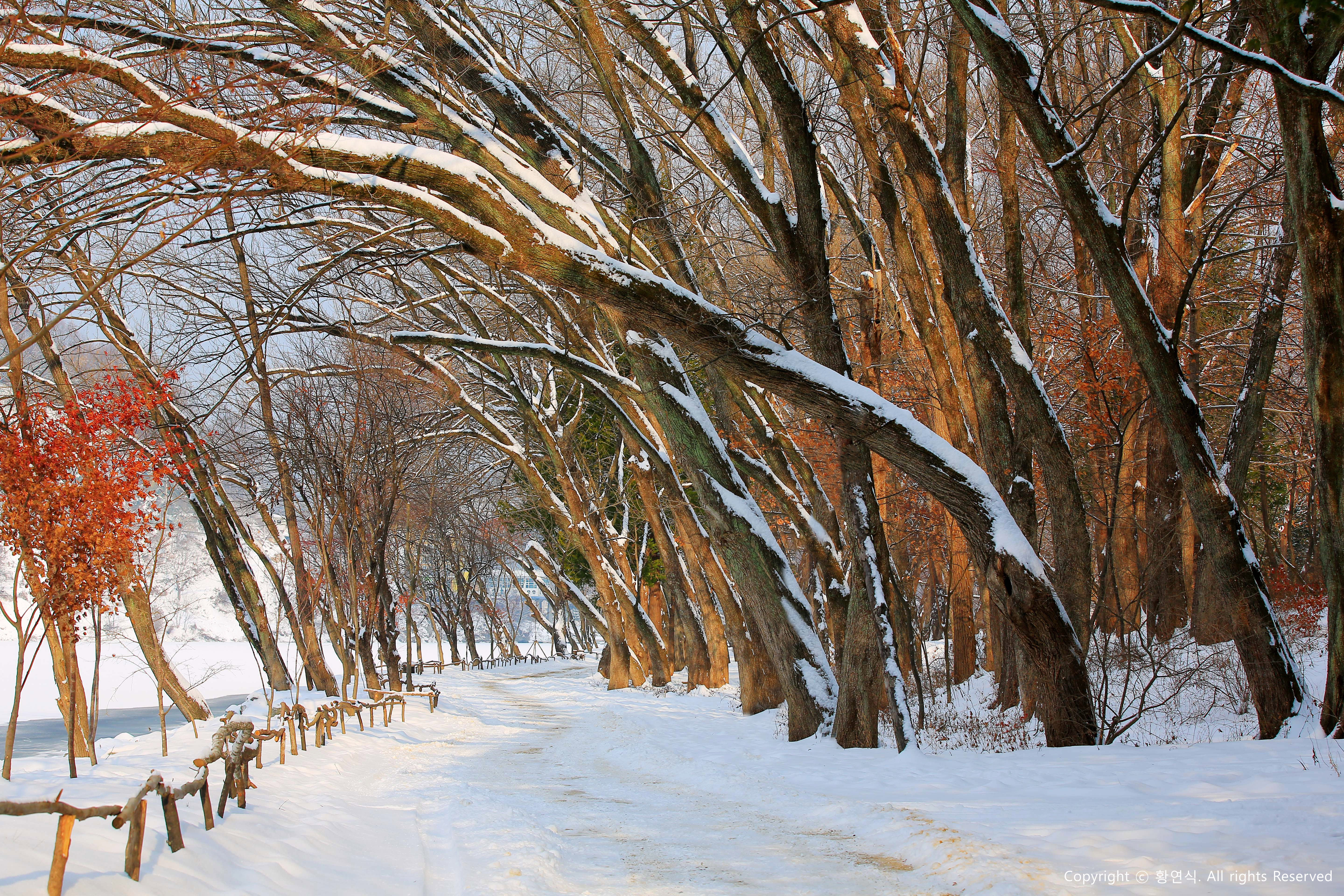 [From Seoul] Nami Island & Elysian Gangchon Winter Ski Day Tour