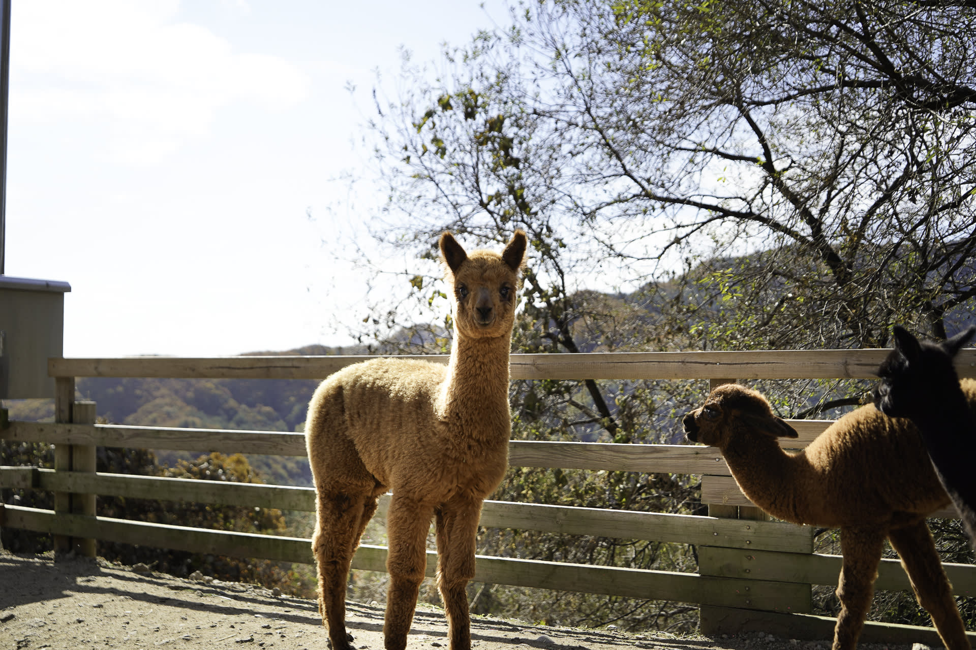 草泥马乐园 & 晨静树木园(夜灯)一日游