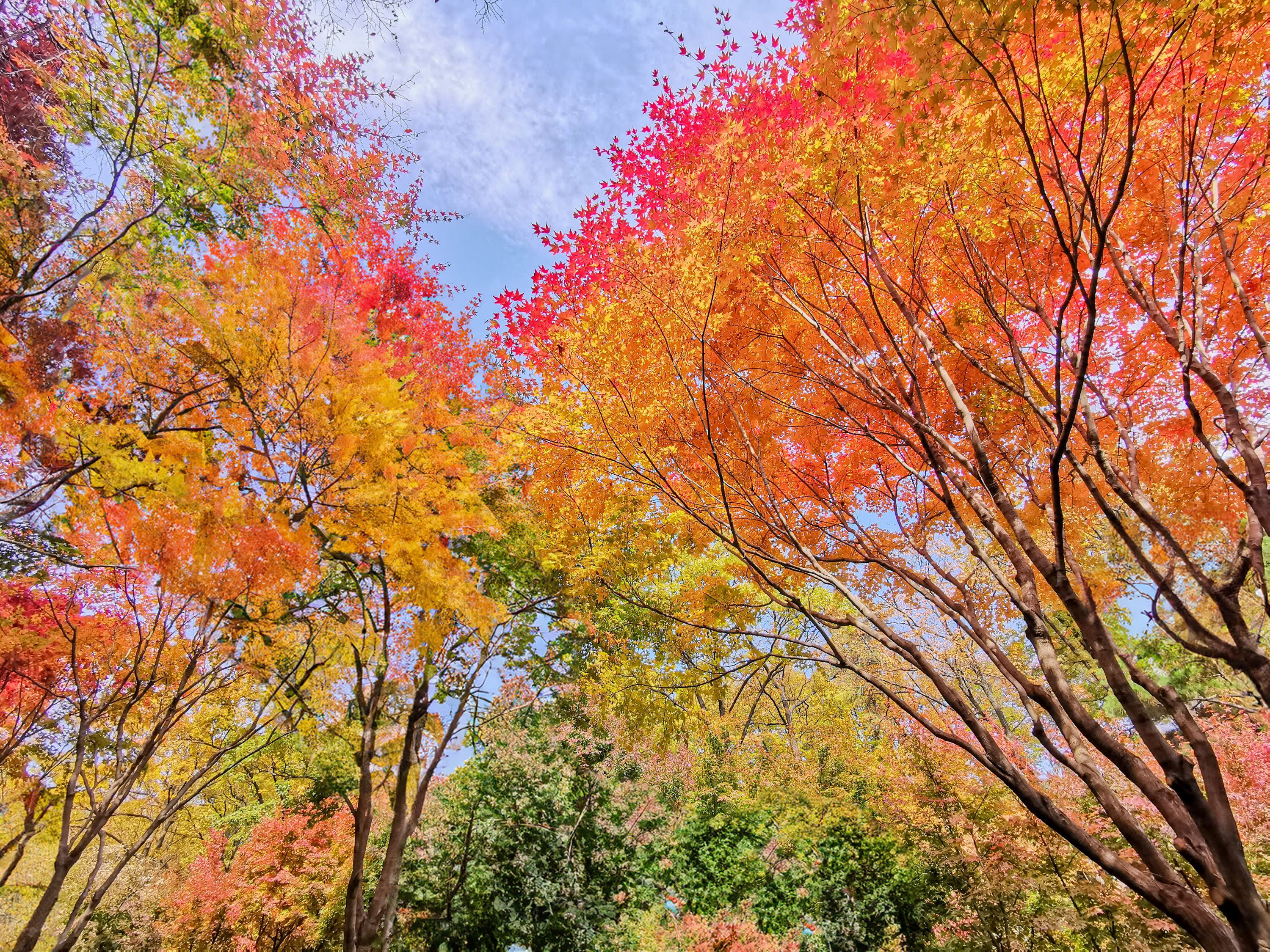 【釜山発】智異山紅葉観賞｜Baemsagol渓谷・泉隠寺日帰りツアー