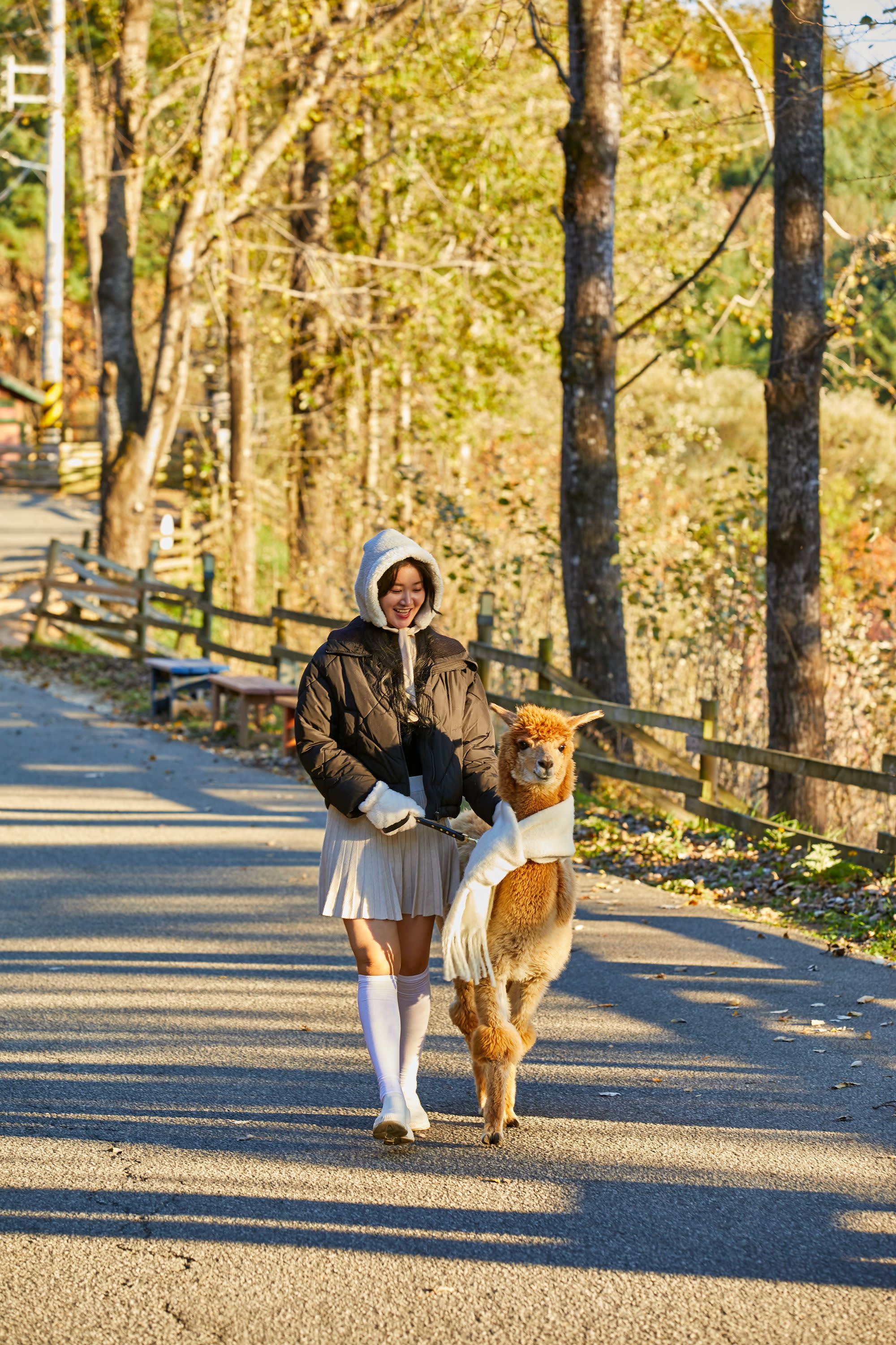 [Best Seller] Nami Island + Alpaca World + Gangchon Railbike Day Tour from Seoul