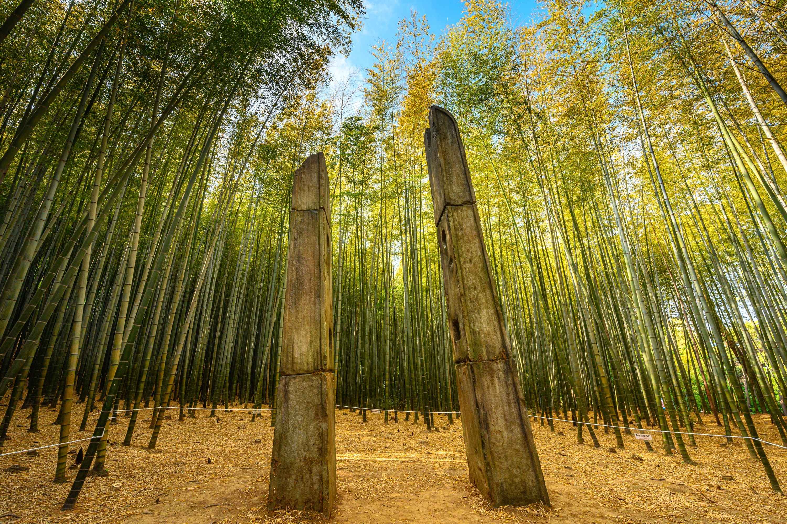 [Busan Local Favorites] Bamboo Forest, Coast & Local Life 1-Day Tour