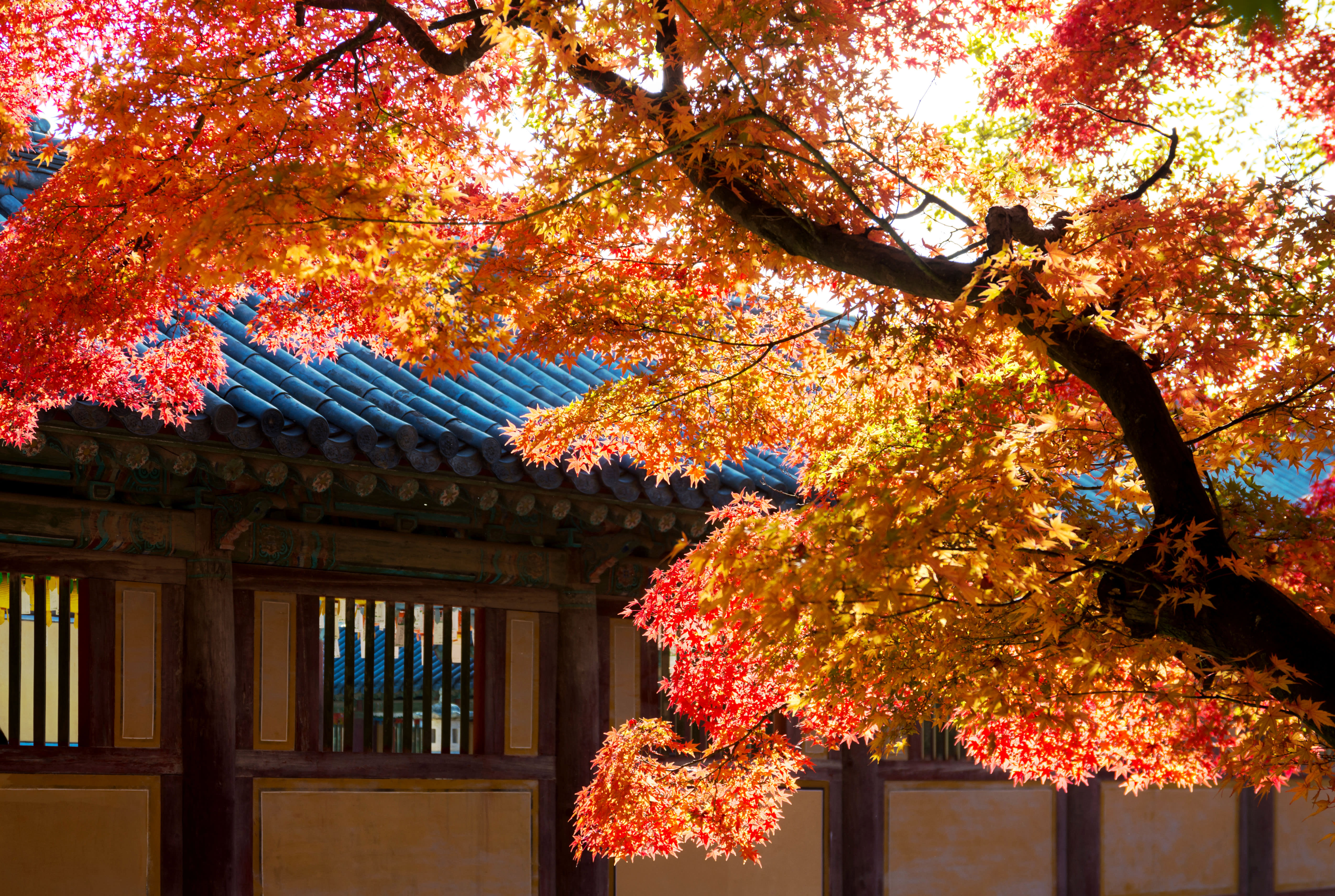 [From Busan] Gyeongju Autumn Foliage Day Tour