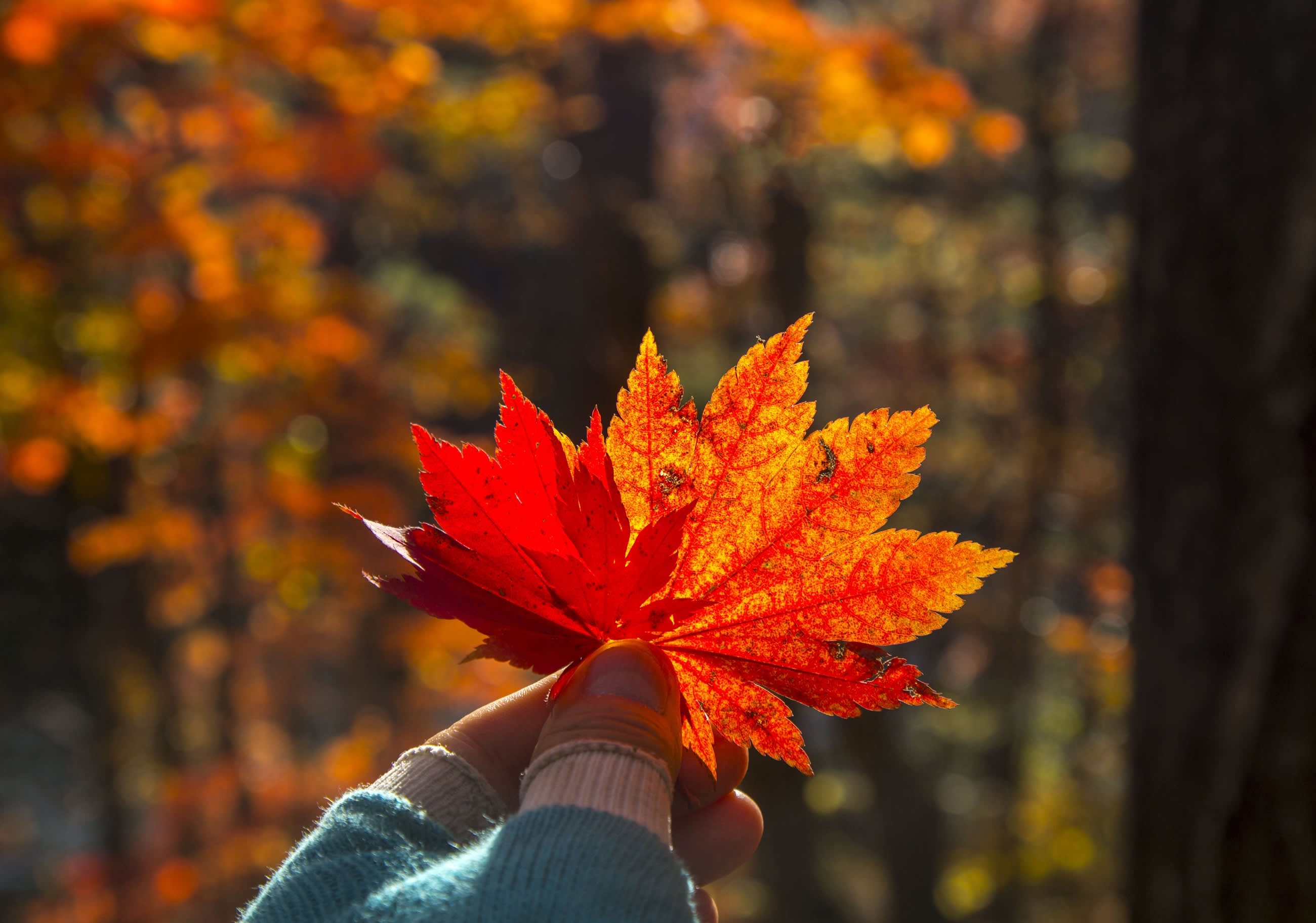 [From Seoul] Seoraksan National Park Autumn Foliage Day Tour
