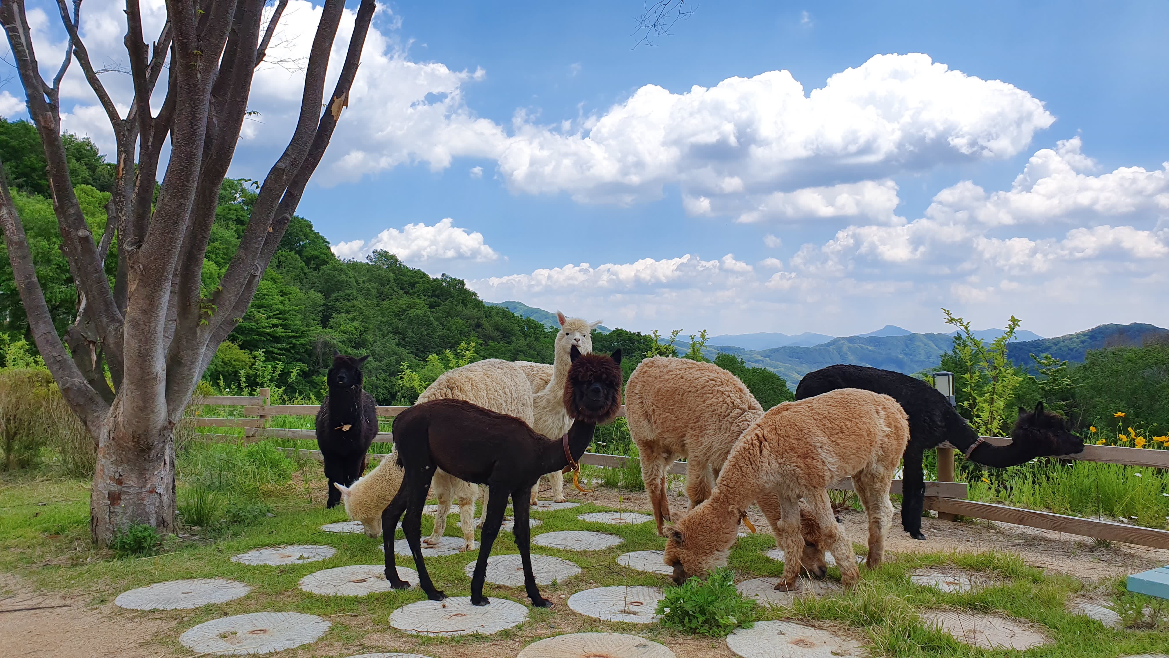 [Best Seller] Nami Island + Alpaca World + Gangchon Railbike Day Tour from Seoul