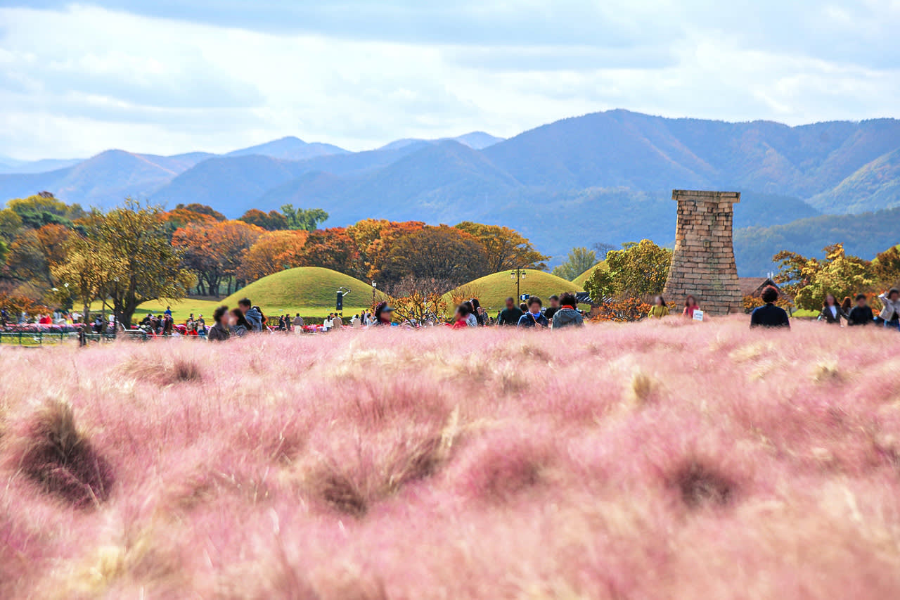 [From Busan] Gyeongju Autumn Foliage Day Tour
